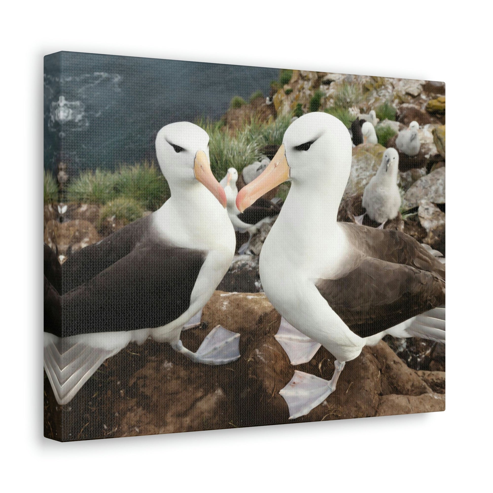 Funny Albatross Kissing Close Up Outside Wall Art Ready to Hang Unframed-Express Your Love Gifts