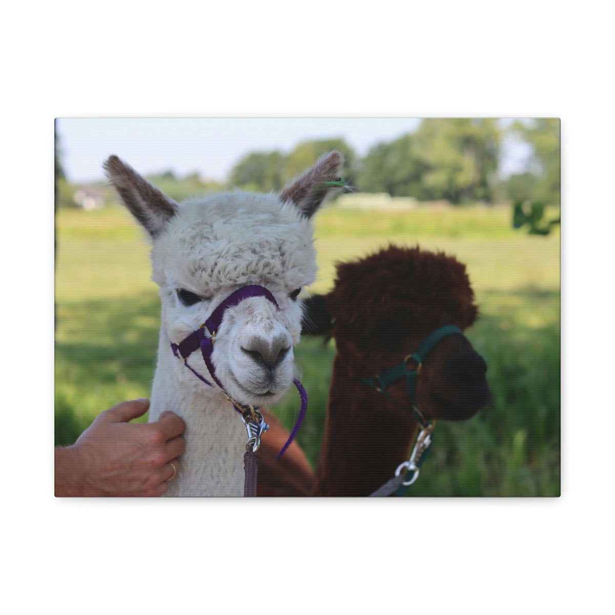 Funny Alpaca Couple Outside Wall Art Ready to Hang Unframed-Express Your Love Gifts