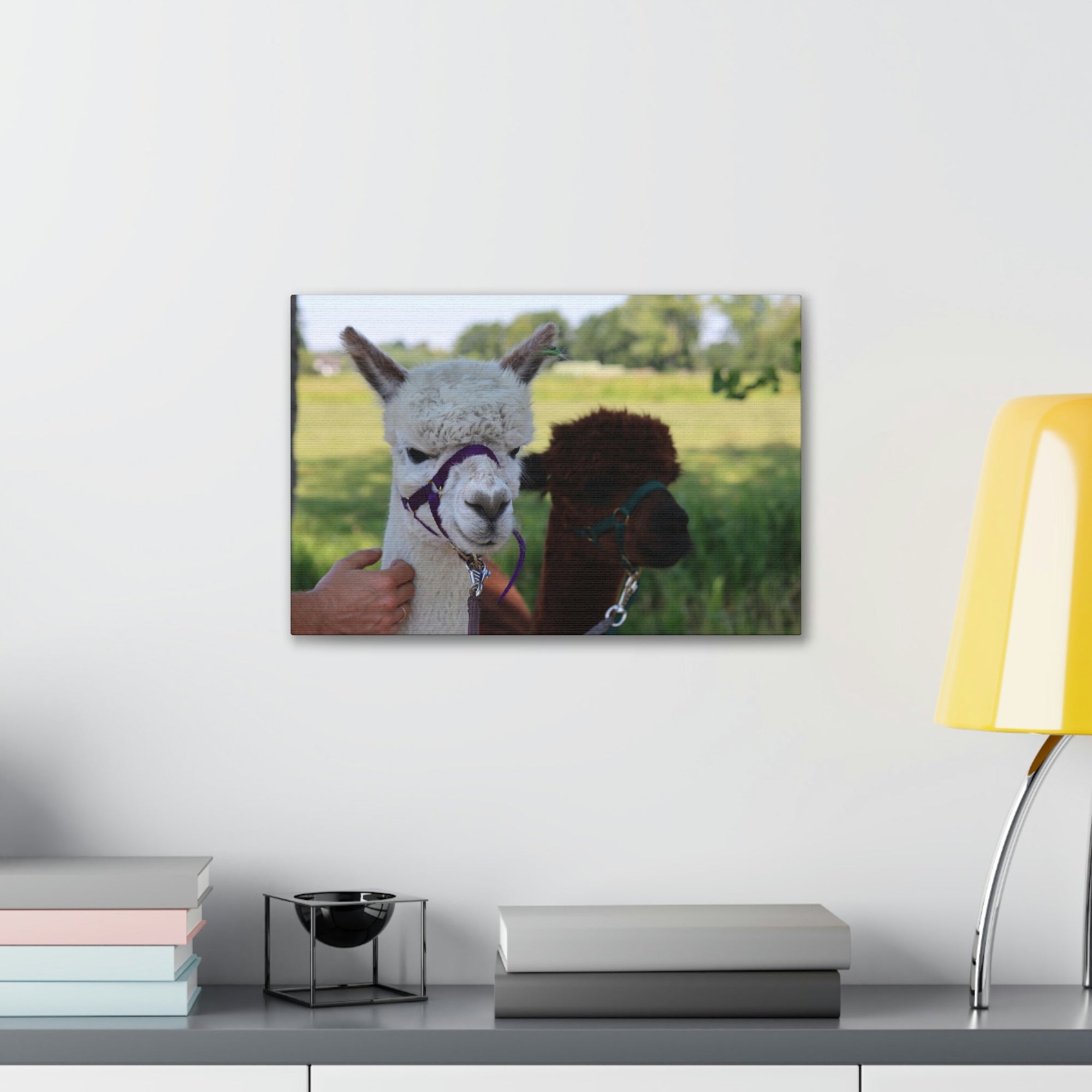 Funny Alpaca Couple Outside Wall Art Ready to Hang Unframed-Express Your Love Gifts