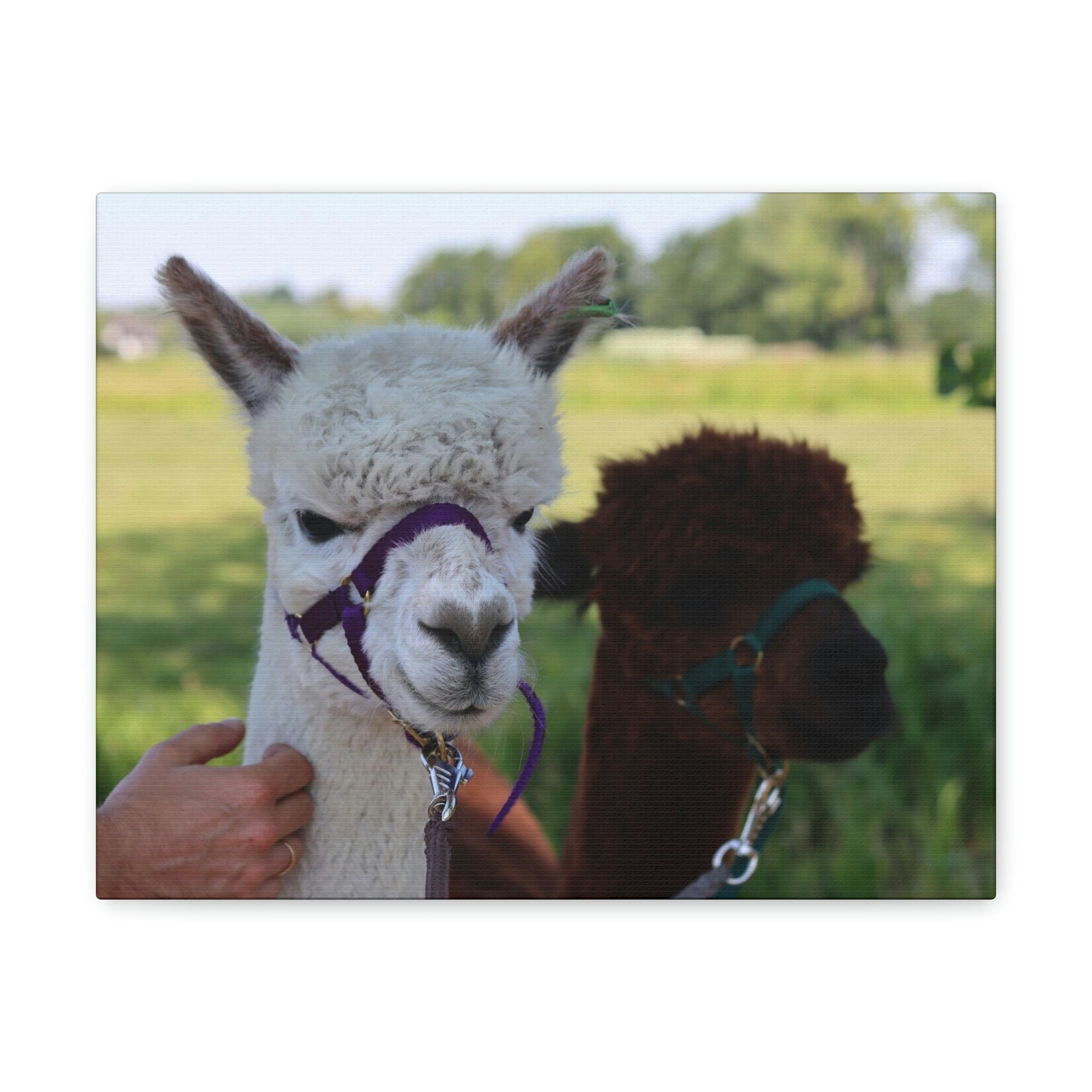 Funny Alpaca Couple Outside Wall Art Ready to Hang Unframed-Express Your Love Gifts