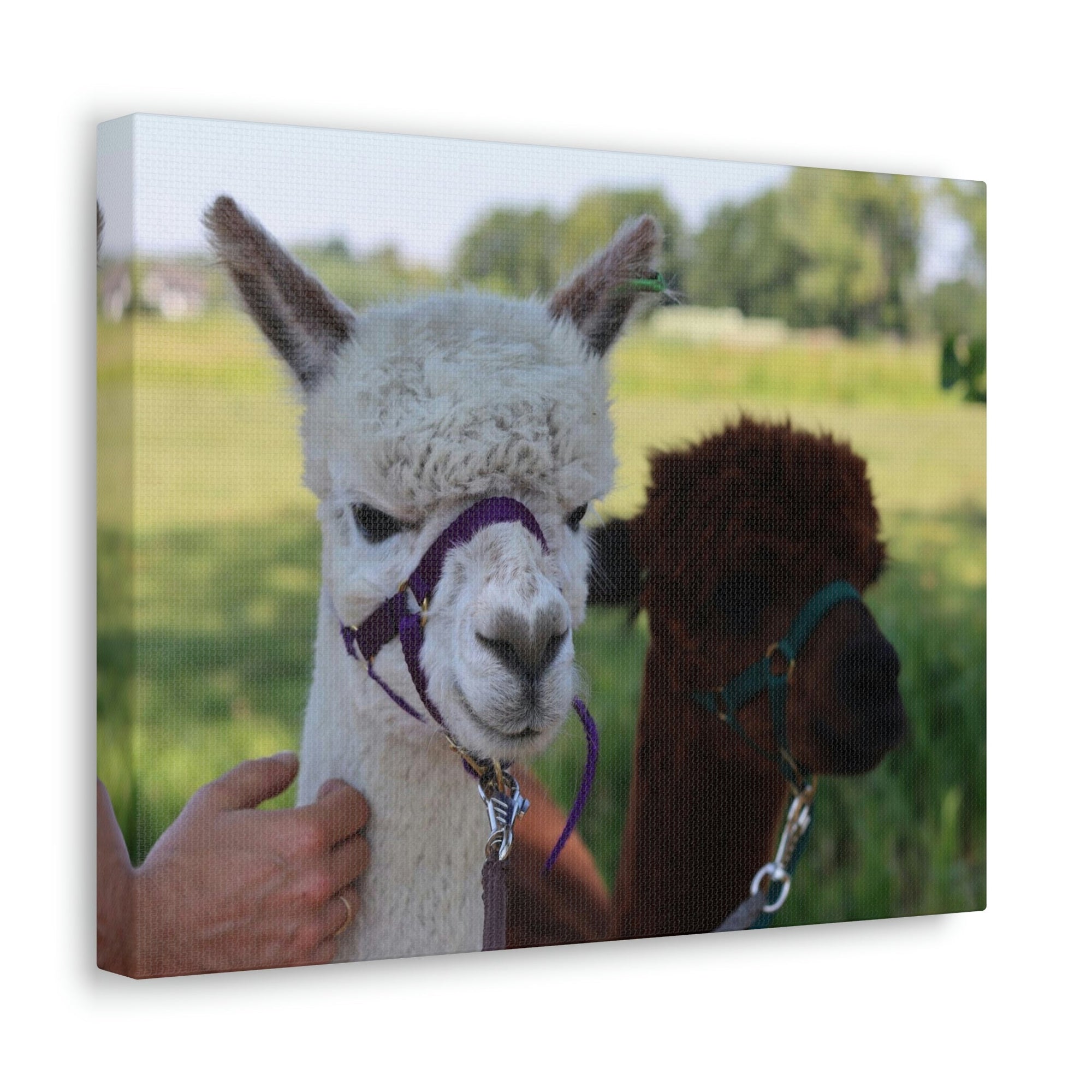 Funny Alpaca Couple Outside Wall Art Ready to Hang Unframed-Express Your Love Gifts