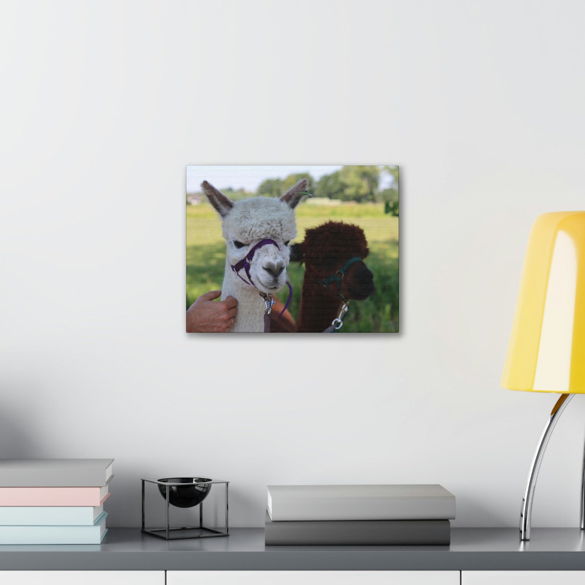 Funny Alpaca Couple Outside Wall Art Ready to Hang Unframed-Express Your Love Gifts