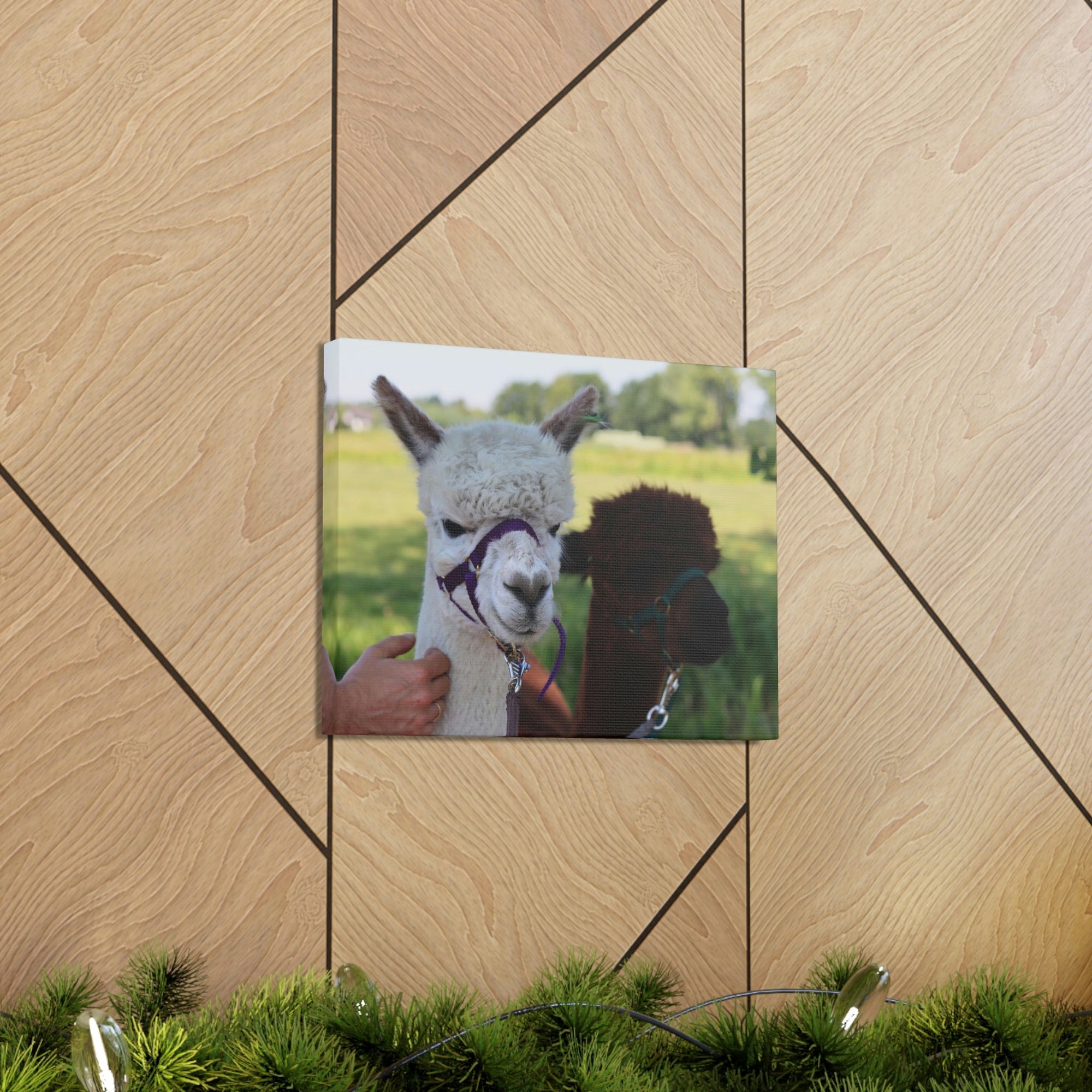 Funny Alpaca Couple Outside Wall Art Ready to Hang Unframed-Express Your Love Gifts