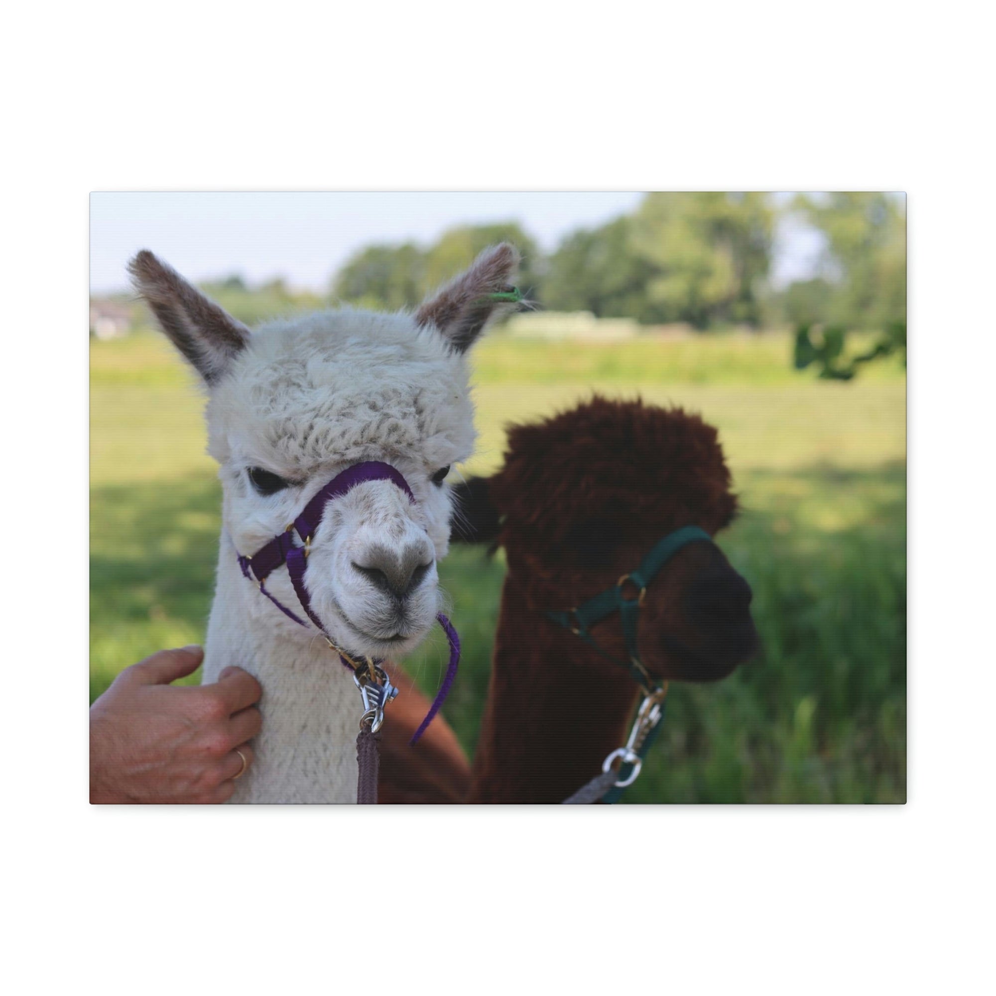 Funny Alpaca Couple Outside Wall Art Ready to Hang Unframed-Express Your Love Gifts