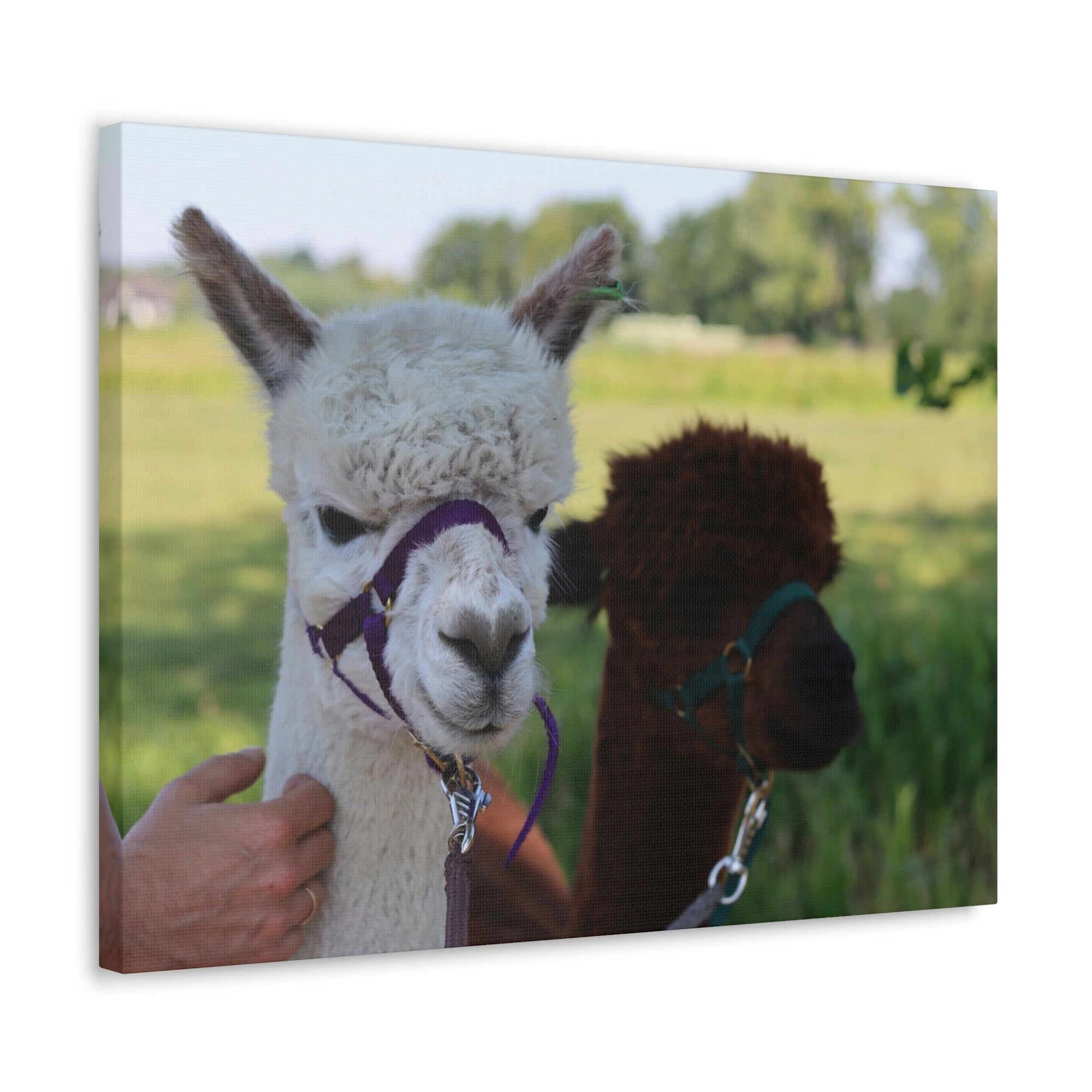 Funny Alpaca Couple Outside Wall Art Ready to Hang Unframed-Express Your Love Gifts