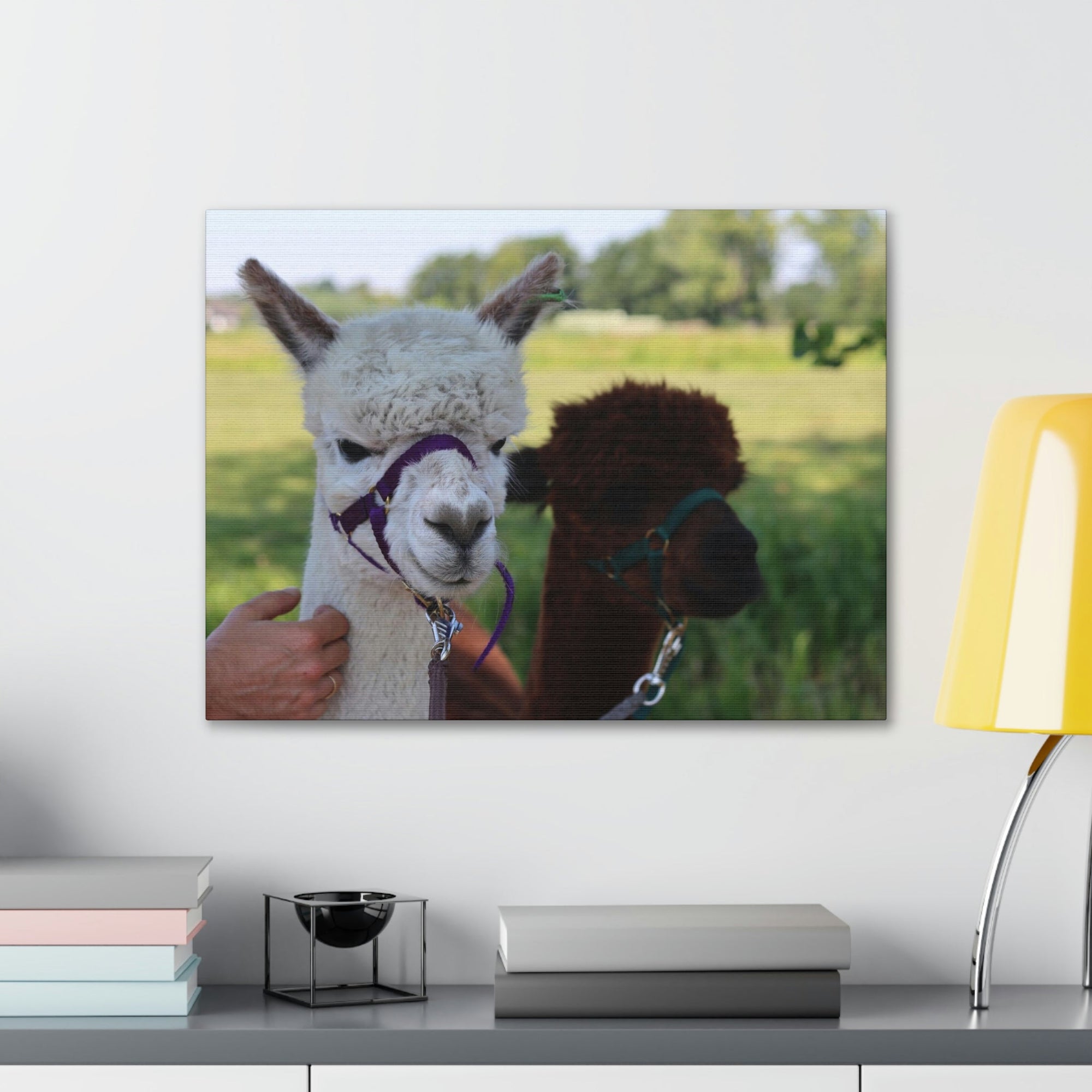 Funny Alpaca Couple Outside Wall Art Ready to Hang Unframed-Express Your Love Gifts