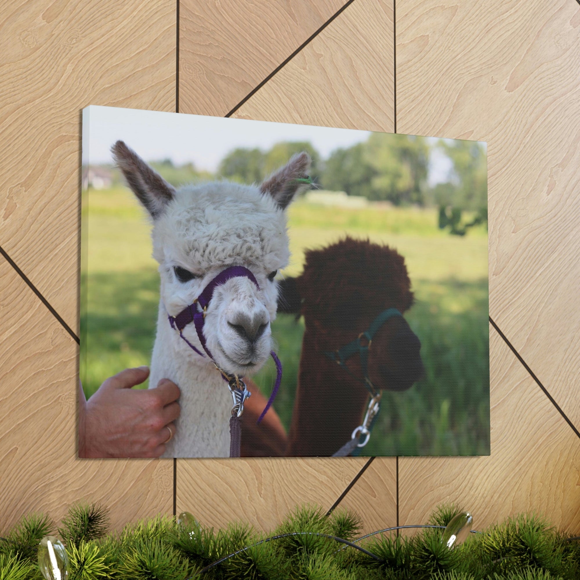 Funny Alpaca Couple Outside Wall Art Ready to Hang Unframed-Express Your Love Gifts