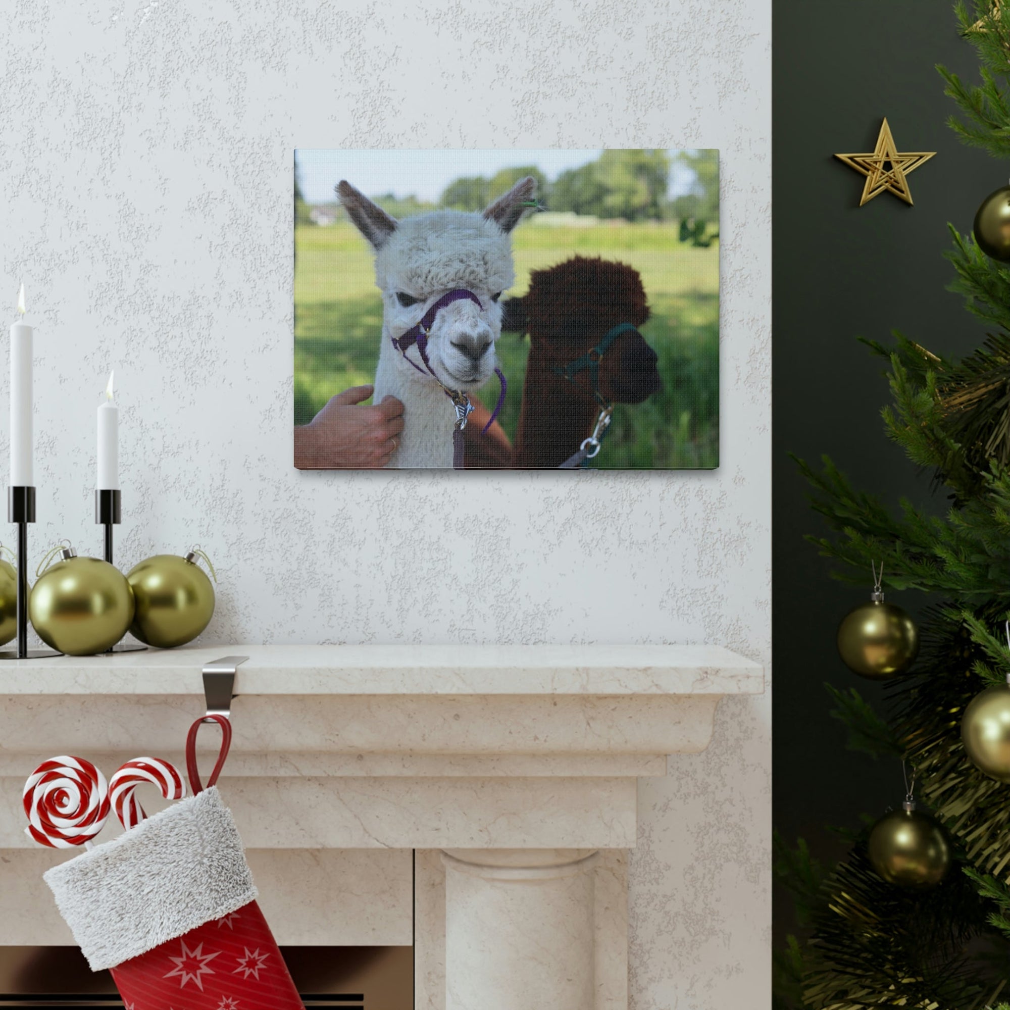 Funny Alpaca Couple Outside Wall Art Ready to Hang Unframed-Express Your Love Gifts