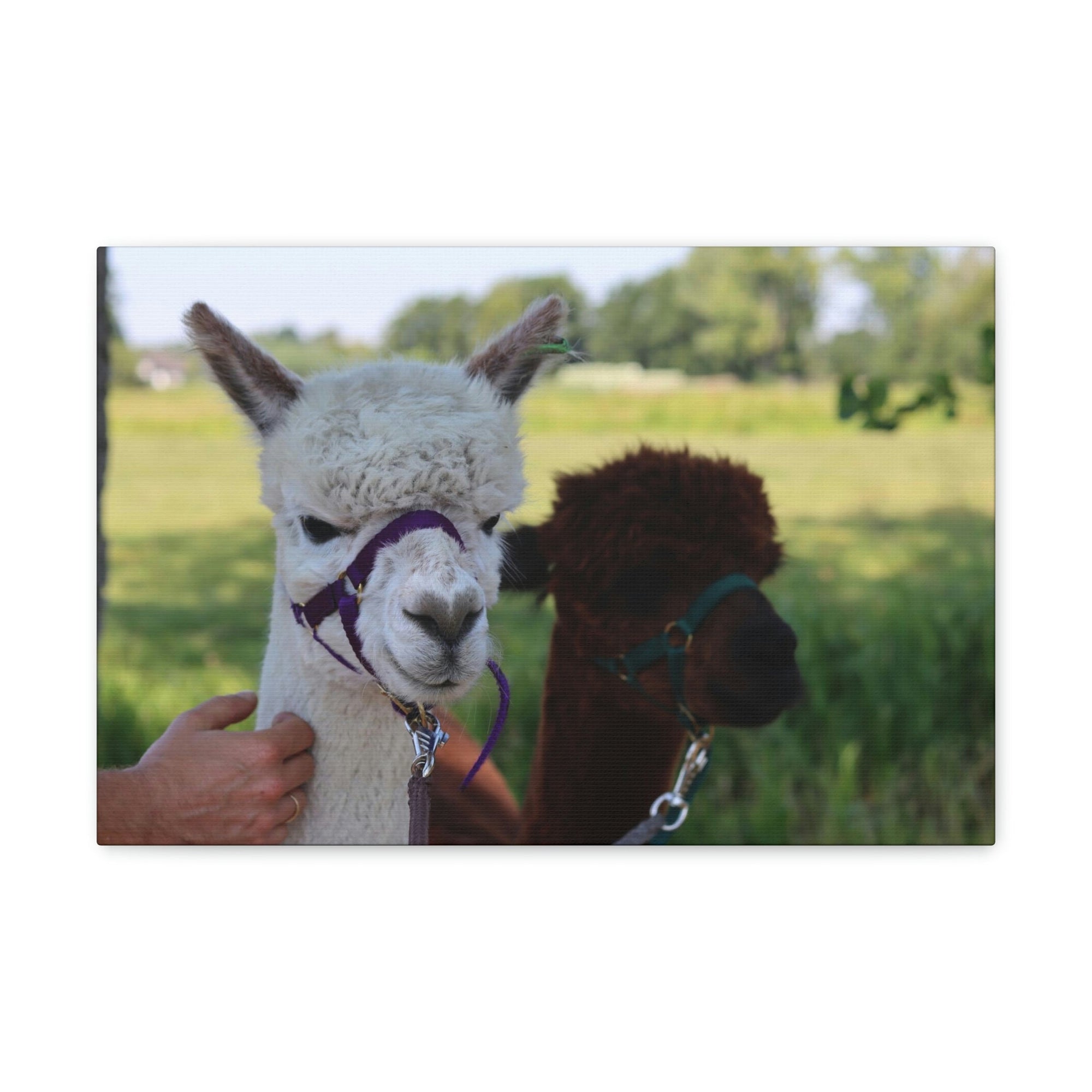 Funny Alpaca Couple Outside Wall Art Ready to Hang Unframed-Express Your Love Gifts