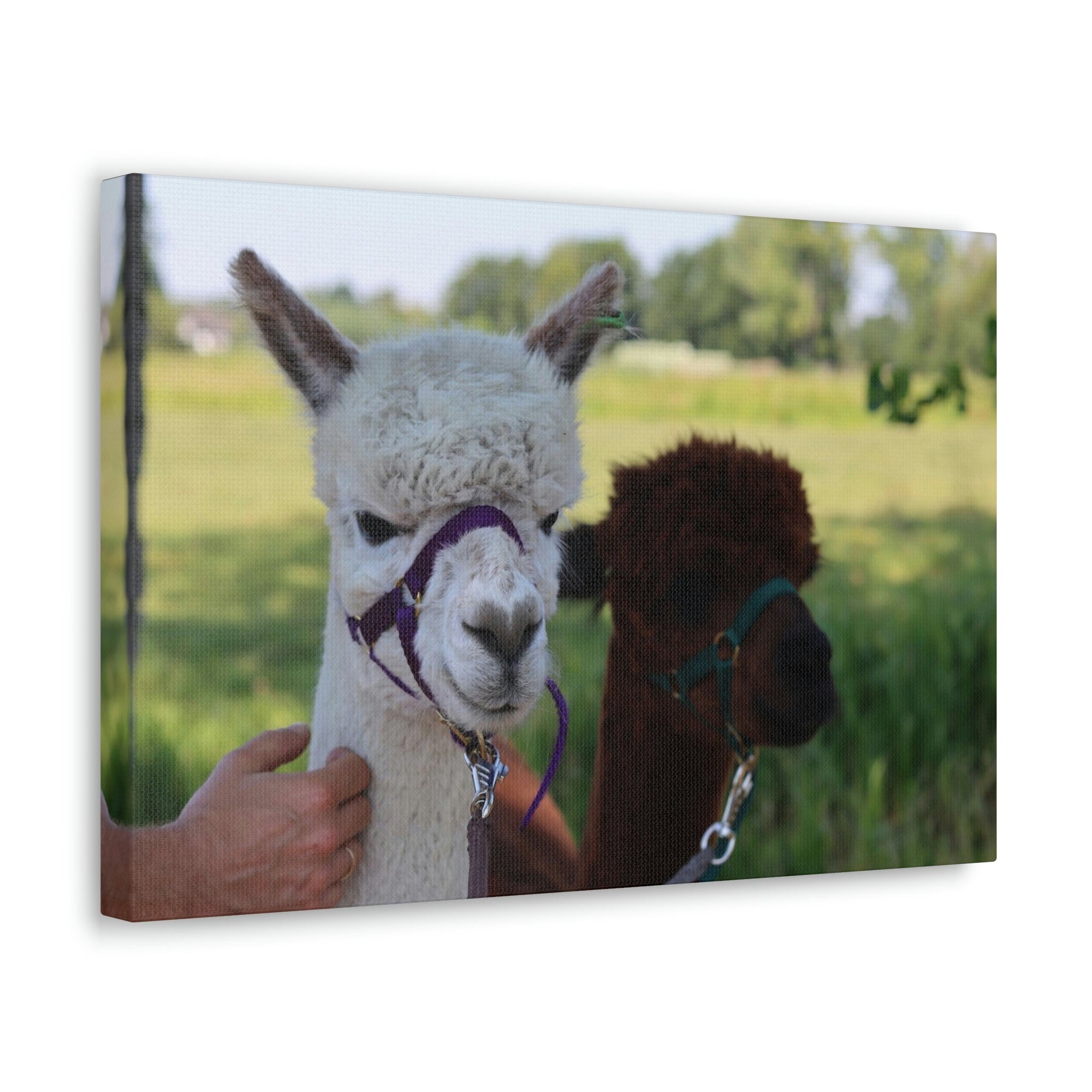 Funny Alpaca Couple Outside Wall Art Ready to Hang Unframed-Express Your Love Gifts