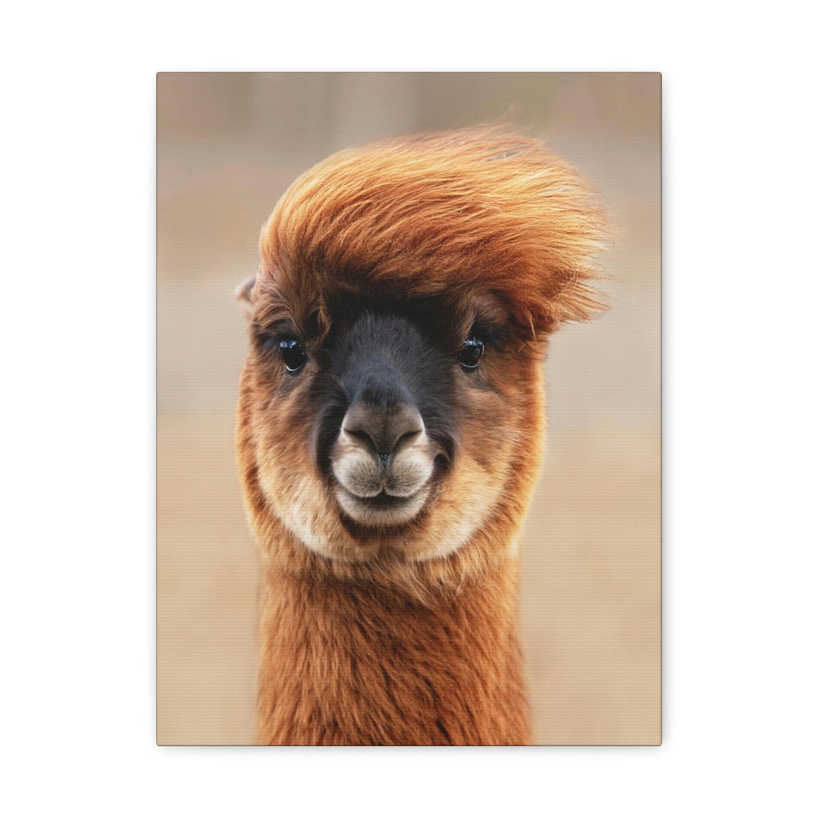 Funny Alpaca Selfie Outside Wall Art Ready to Hang Unframed-Express Your Love Gifts