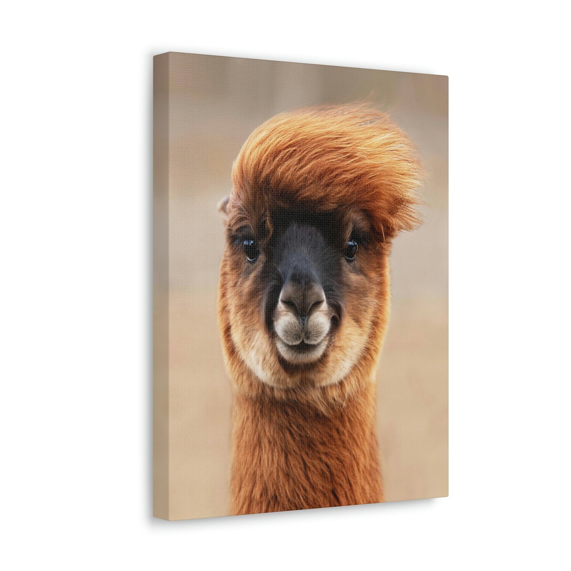 Funny Alpaca Selfie Outside Wall Art Ready to Hang Unframed-Express Your Love Gifts