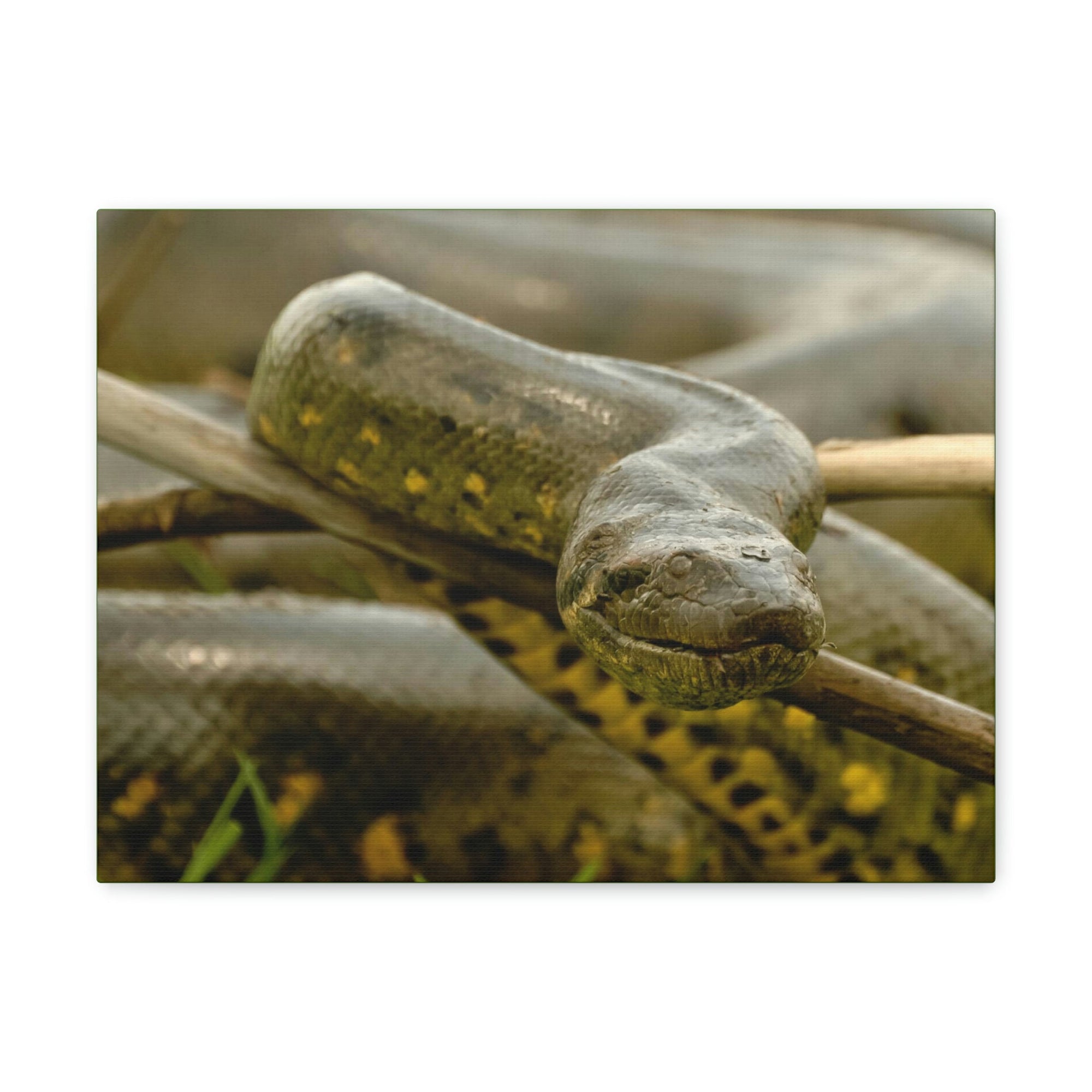 Funny Anaconda Silly Anaconda Outside Wall Art Ready to Hang Unframed-Express Your Love Gifts