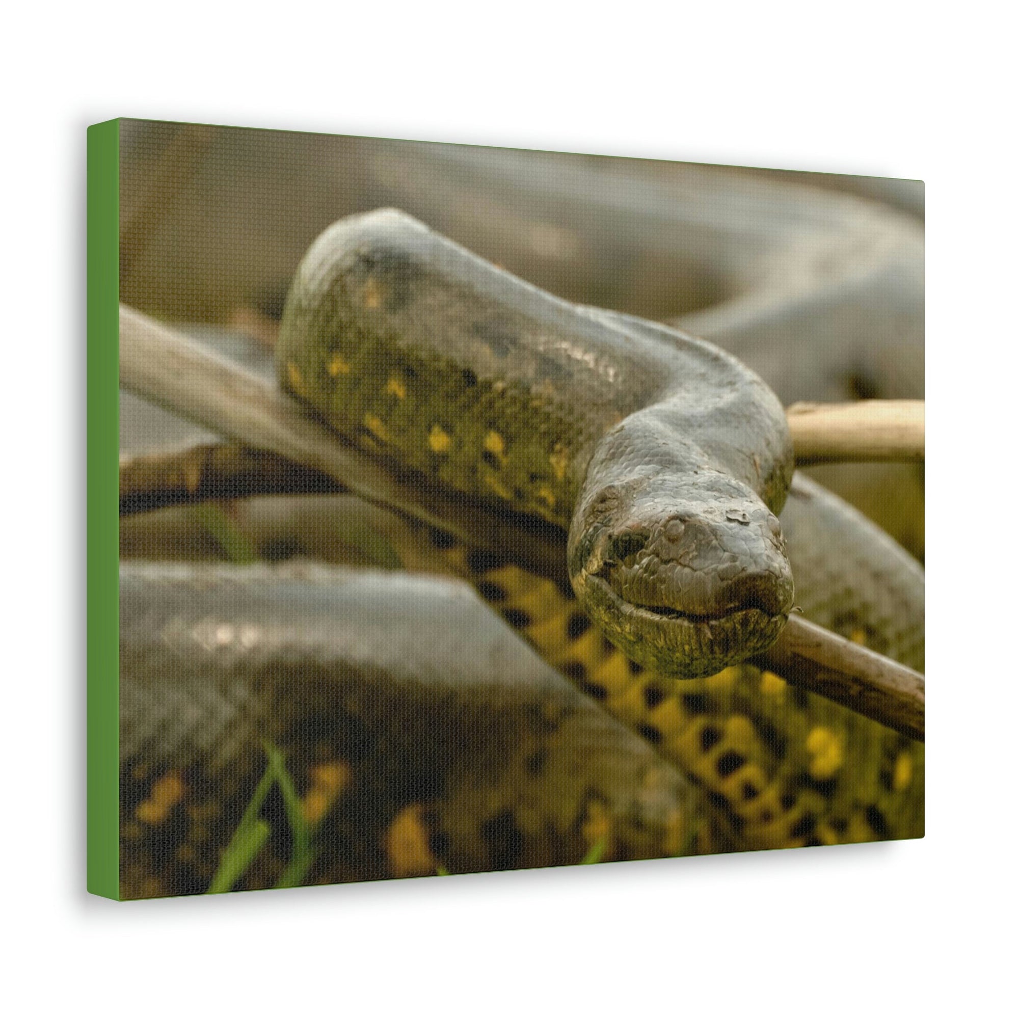 Funny Anaconda Silly Anaconda Outside Wall Art Ready to Hang Unframed-Express Your Love Gifts