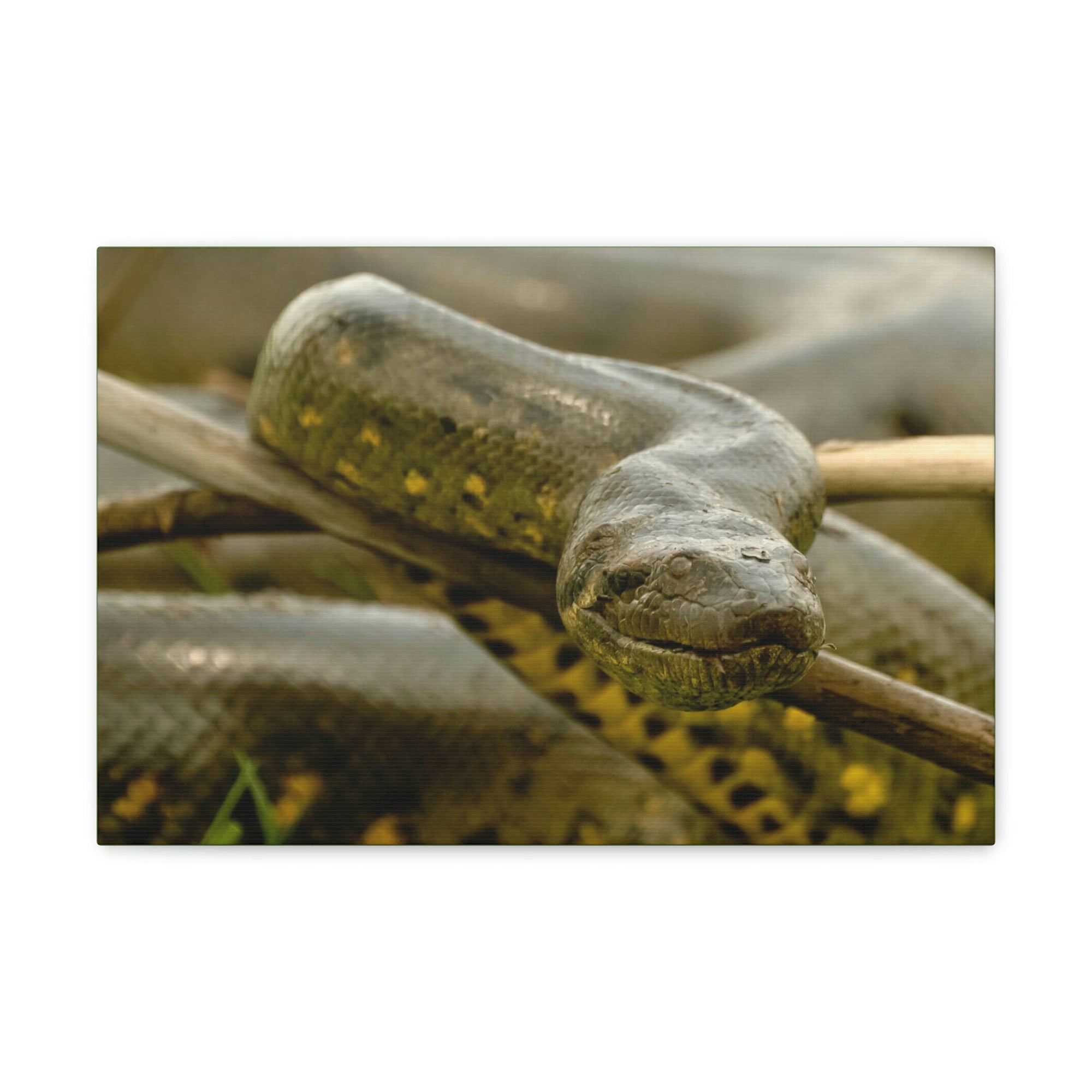 Funny Anaconda Silly Anaconda Outside Wall Art Ready to Hang Unframed-Express Your Love Gifts