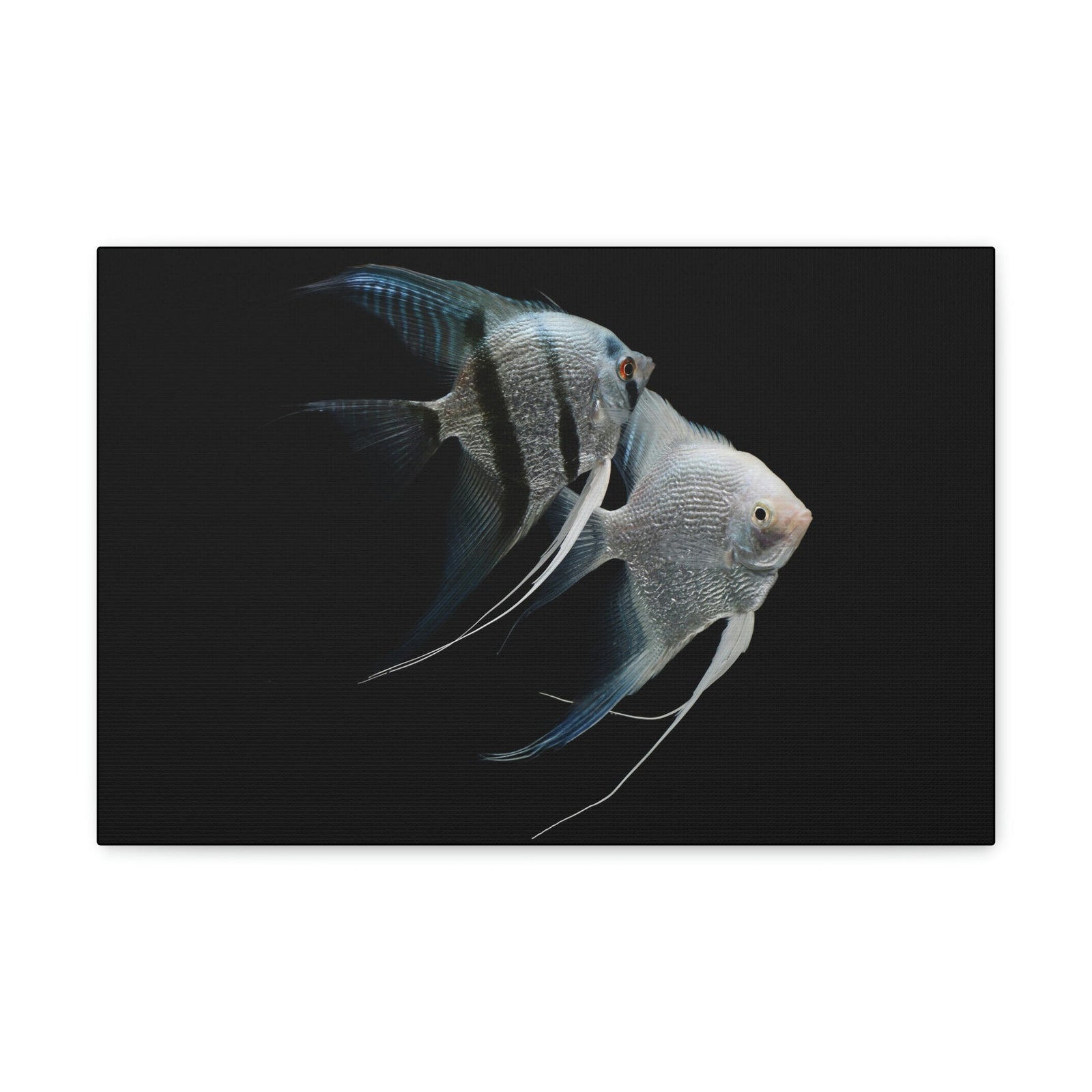 Funny Angel Fish Silly Angel Fish Couple Wall Art Ready to Hang Unframed-Express Your Love Gifts