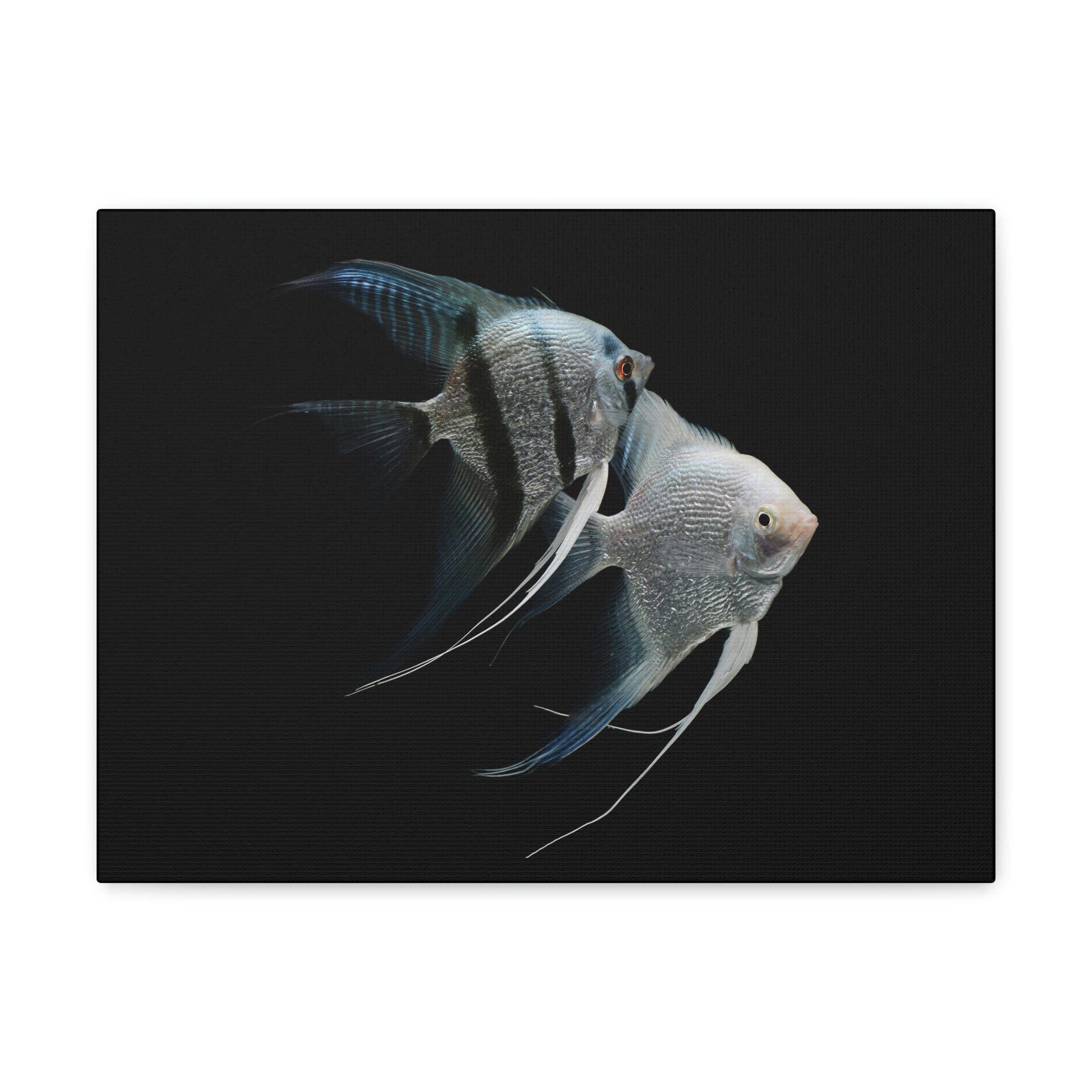 Funny Angel Fish Silly Angel Fish Couple Wall Art Ready to Hang Unframed-Express Your Love Gifts