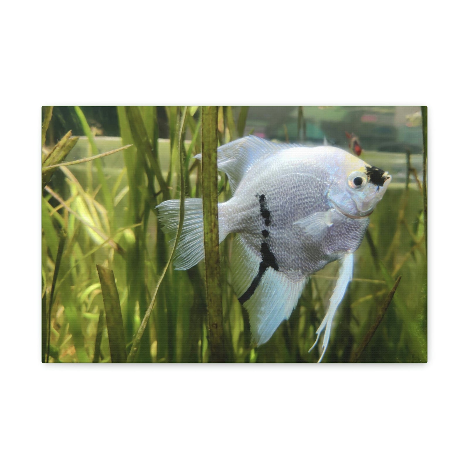 Funny Angel Fish Silly Angel Fish Inside Wall Art Ready to Hang Unframed-Express Your Love Gifts