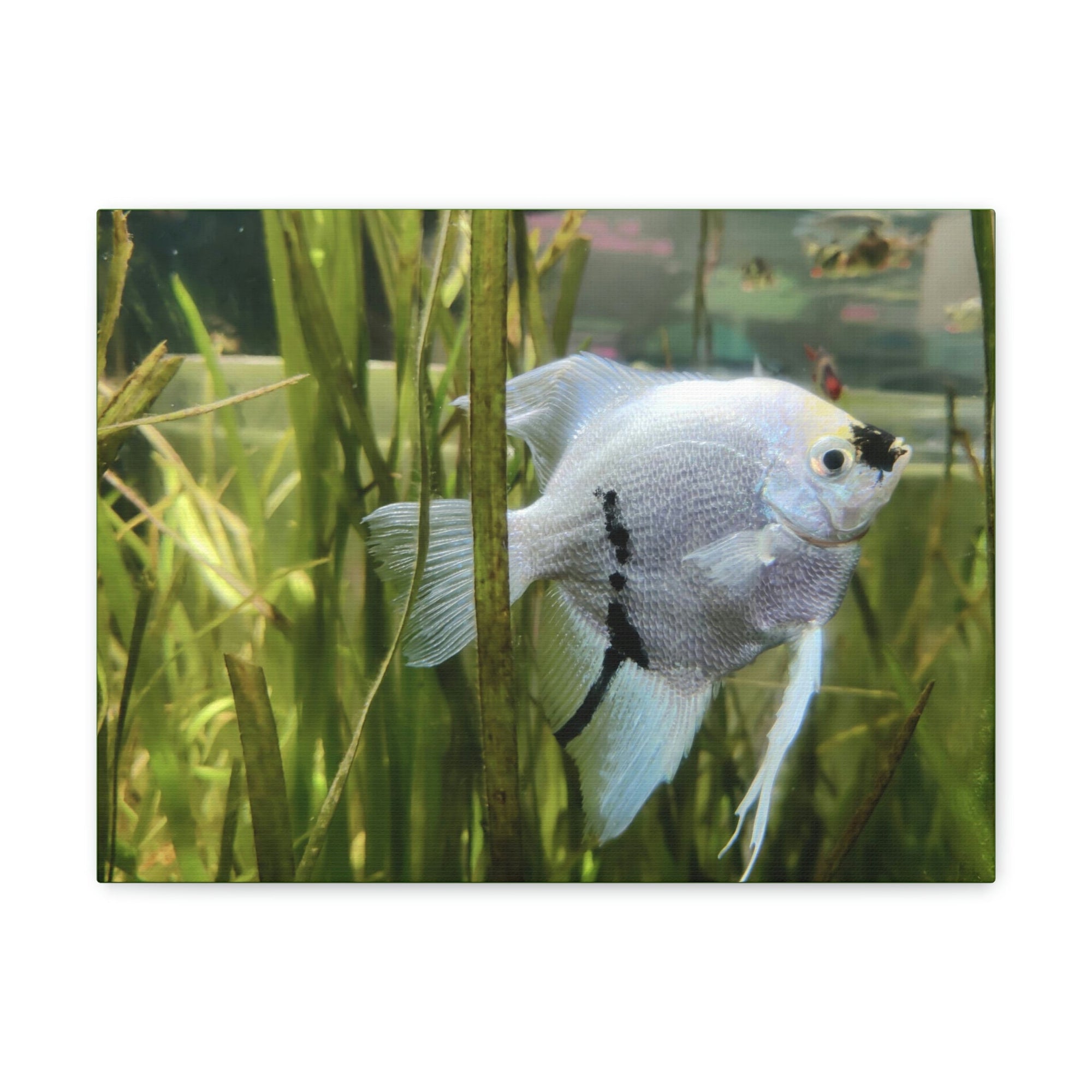 Funny Angel Fish Silly Angel Fish Inside Wall Art Ready to Hang Unframed-Express Your Love Gifts