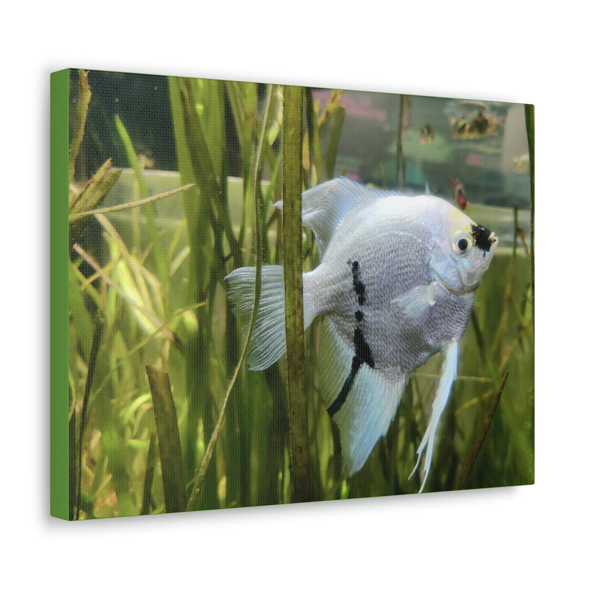 Funny Angel Fish Silly Angel Fish Inside Wall Art Ready to Hang Unframed-Express Your Love Gifts