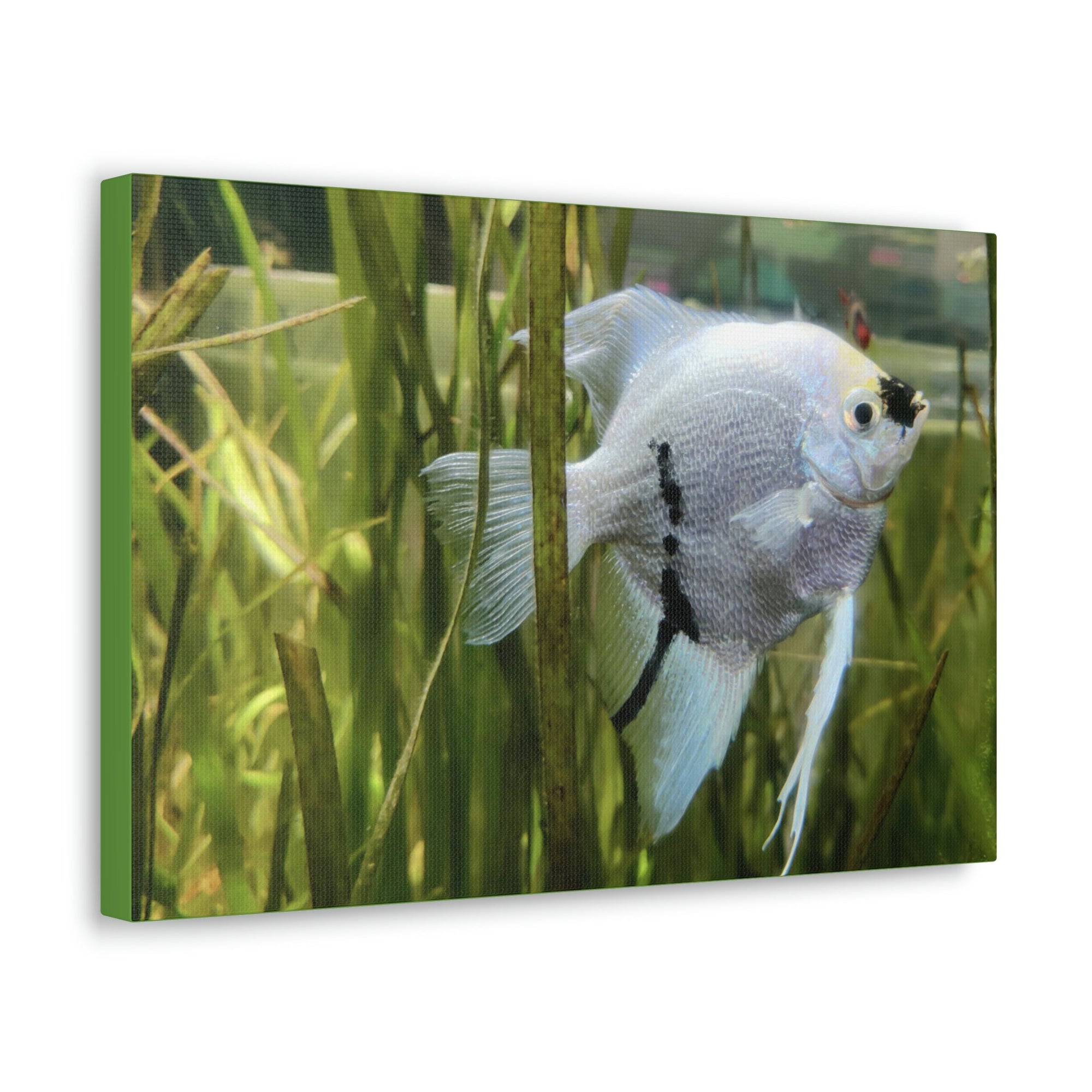 Funny Angel Fish Silly Angel Fish Inside Wall Art Ready to Hang Unframed-Express Your Love Gifts