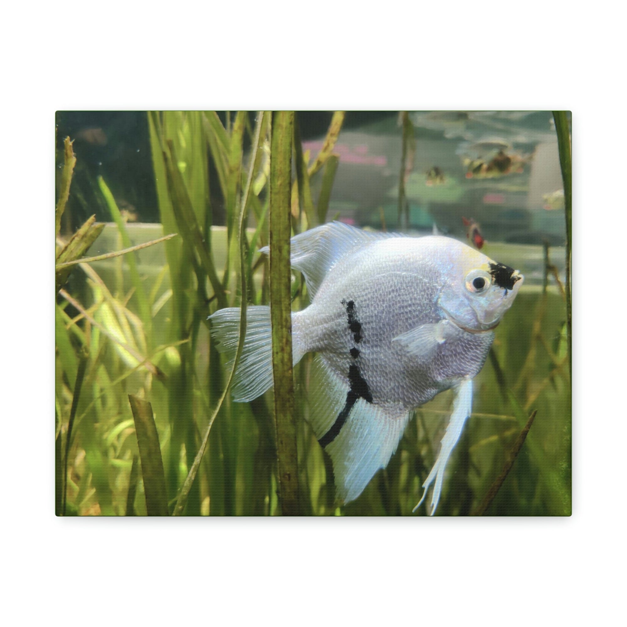 Funny Angel Fish Silly Angel Fish Inside Wall Art Ready to Hang Unframed-Express Your Love Gifts