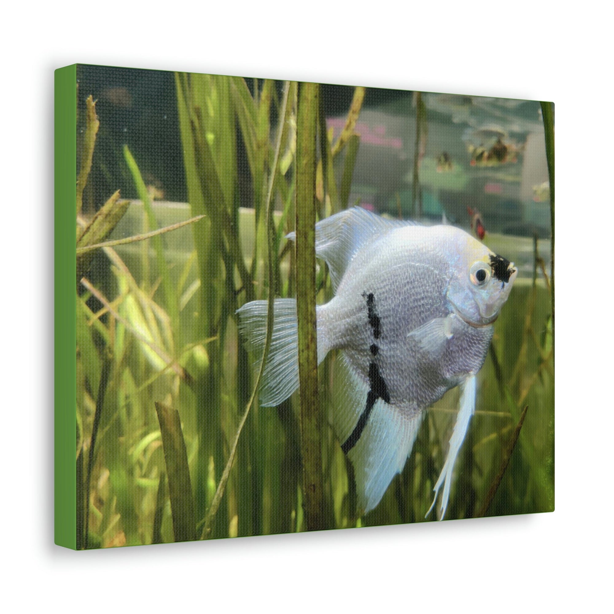 Funny Angel Fish Silly Angel Fish Inside Wall Art Ready to Hang Unframed-Express Your Love Gifts