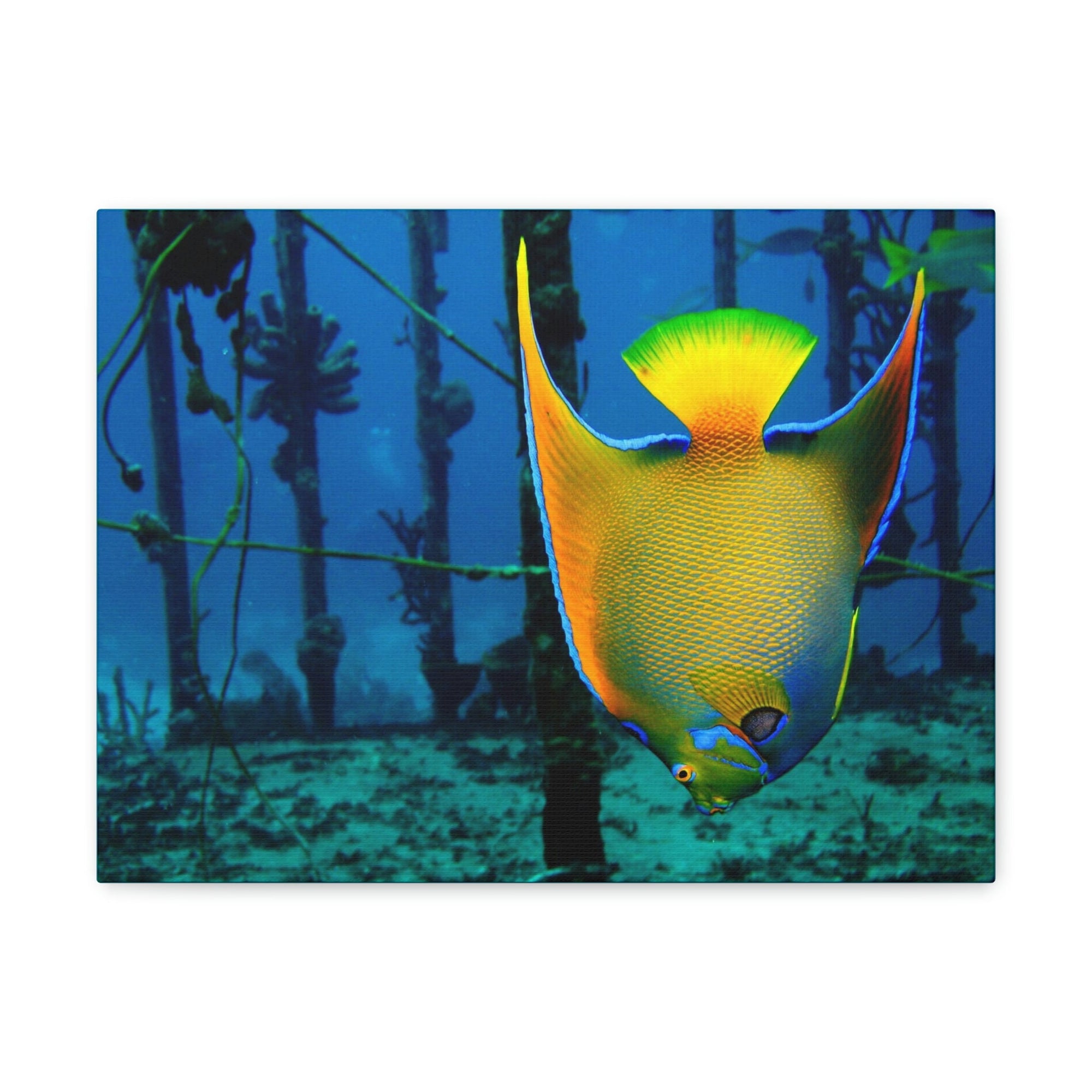 Funny Angel Fish Silly Angel Fish Outside Wall Art Ready to Hang Unframed-Express Your Love Gifts