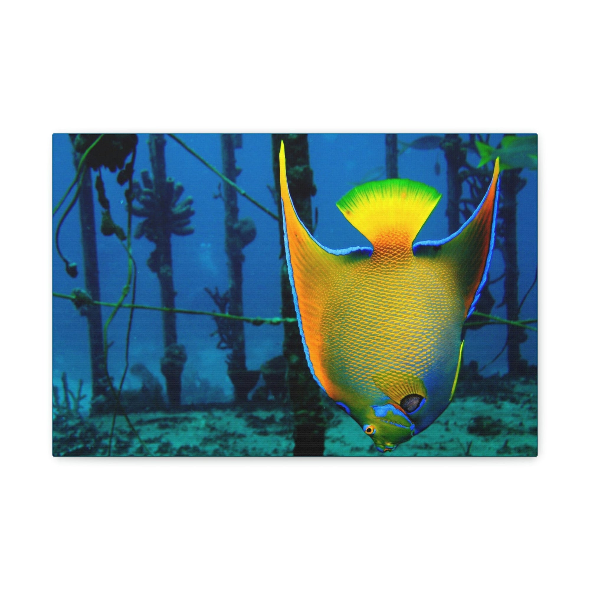 Funny Angel Fish Silly Angel Fish Outside Wall Art Ready to Hang Unframed-Express Your Love Gifts