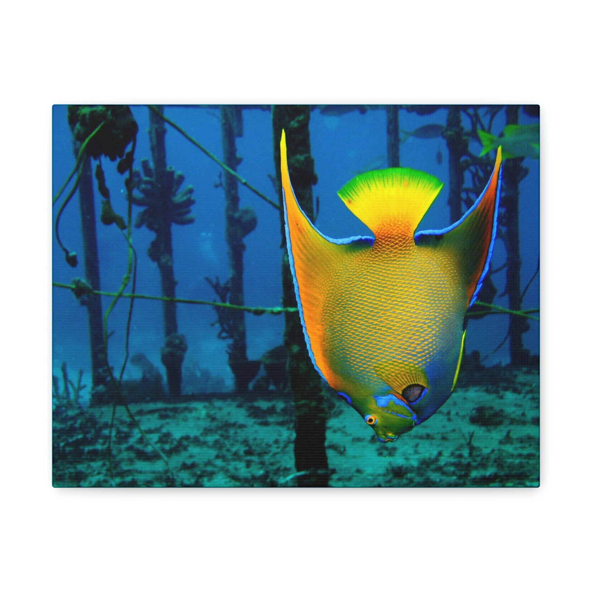 Funny Angel Fish Silly Angel Fish Outside Wall Art Ready to Hang Unframed-Express Your Love Gifts