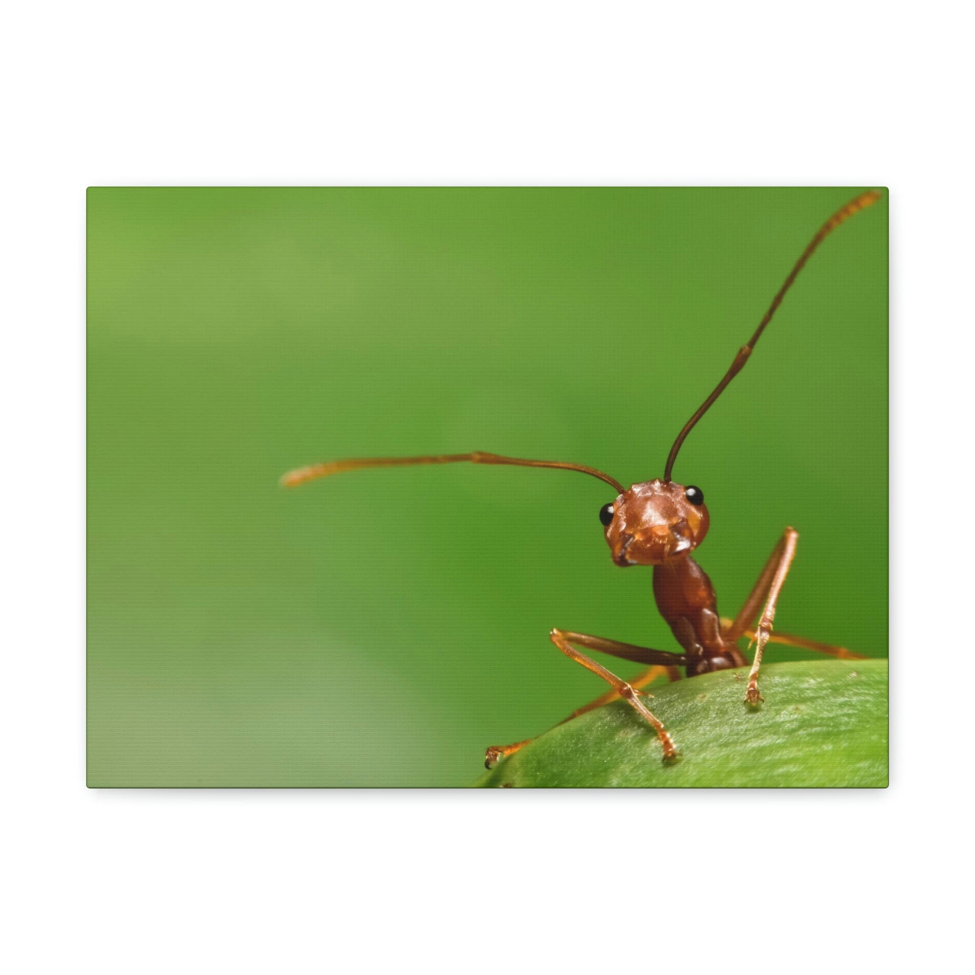 Funny Ant Silly Ant Outside Wall Art Ready to Hang Unframed-Express Your Love Gifts