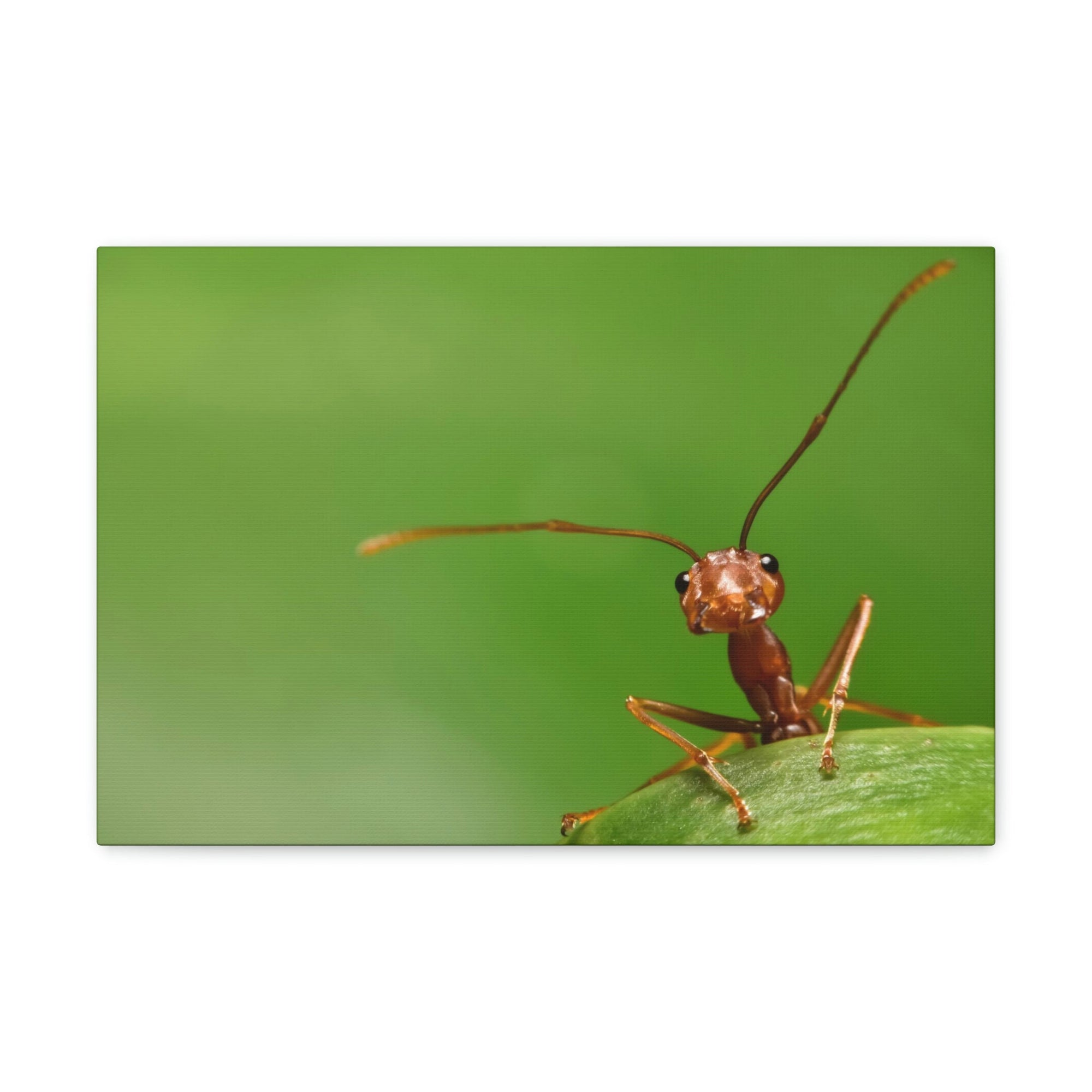 Funny Ant Silly Ant Outside Wall Art Ready to Hang Unframed-Express Your Love Gifts