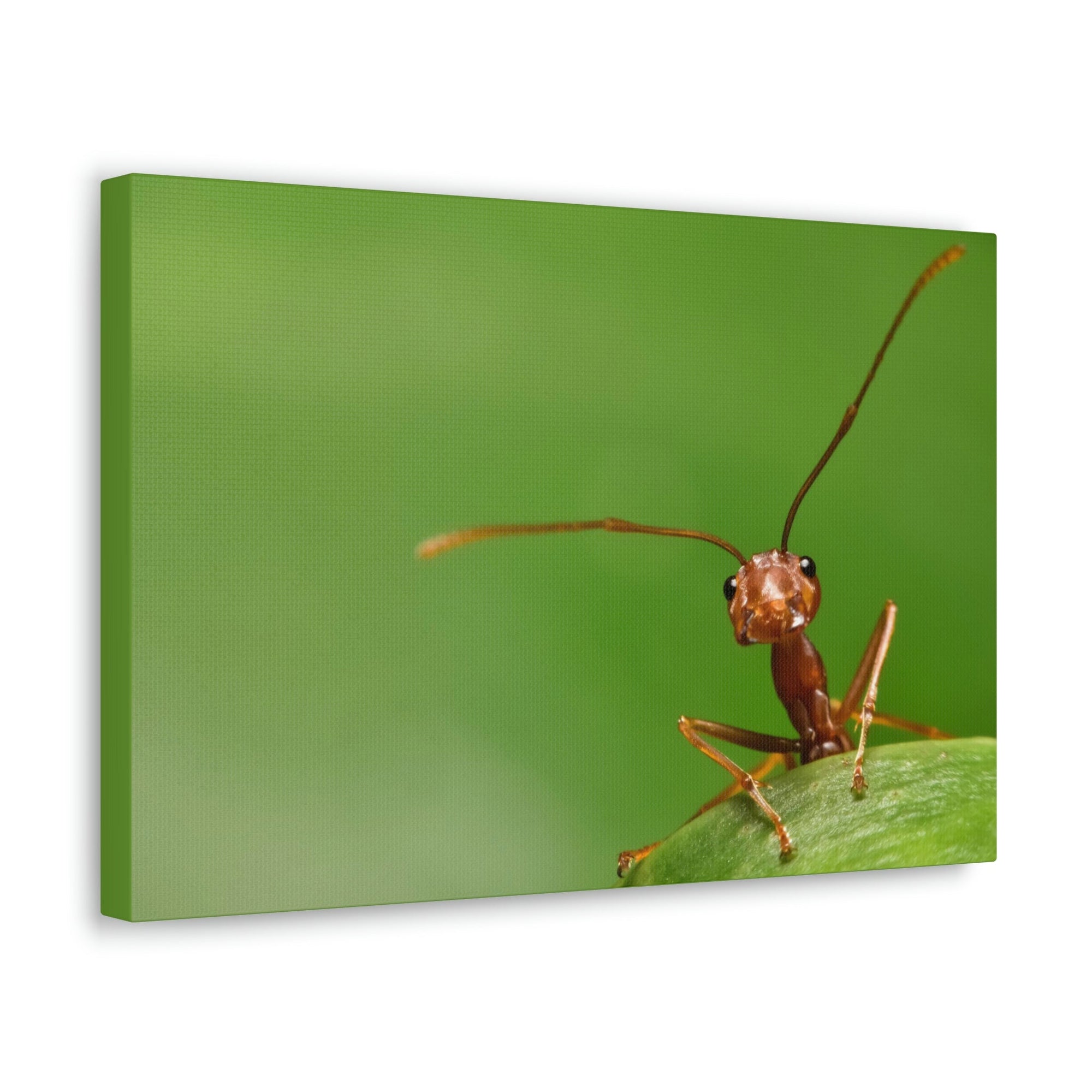 Funny Ant Silly Ant Outside Wall Art Ready to Hang Unframed-Express Your Love Gifts