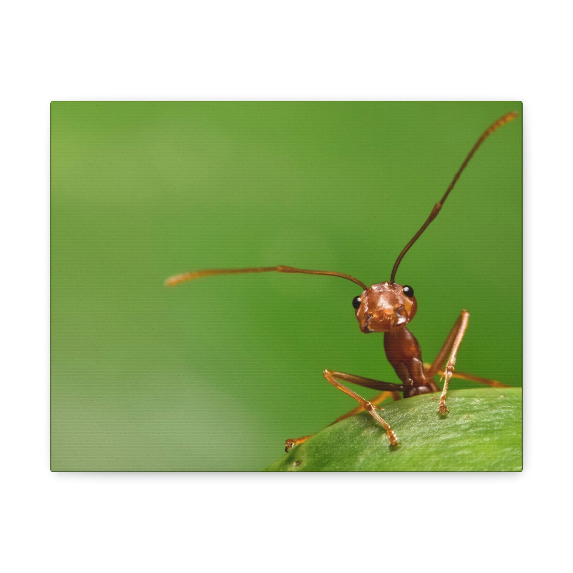 Funny Ant Silly Ant Outside Wall Art Ready to Hang Unframed-Express Your Love Gifts