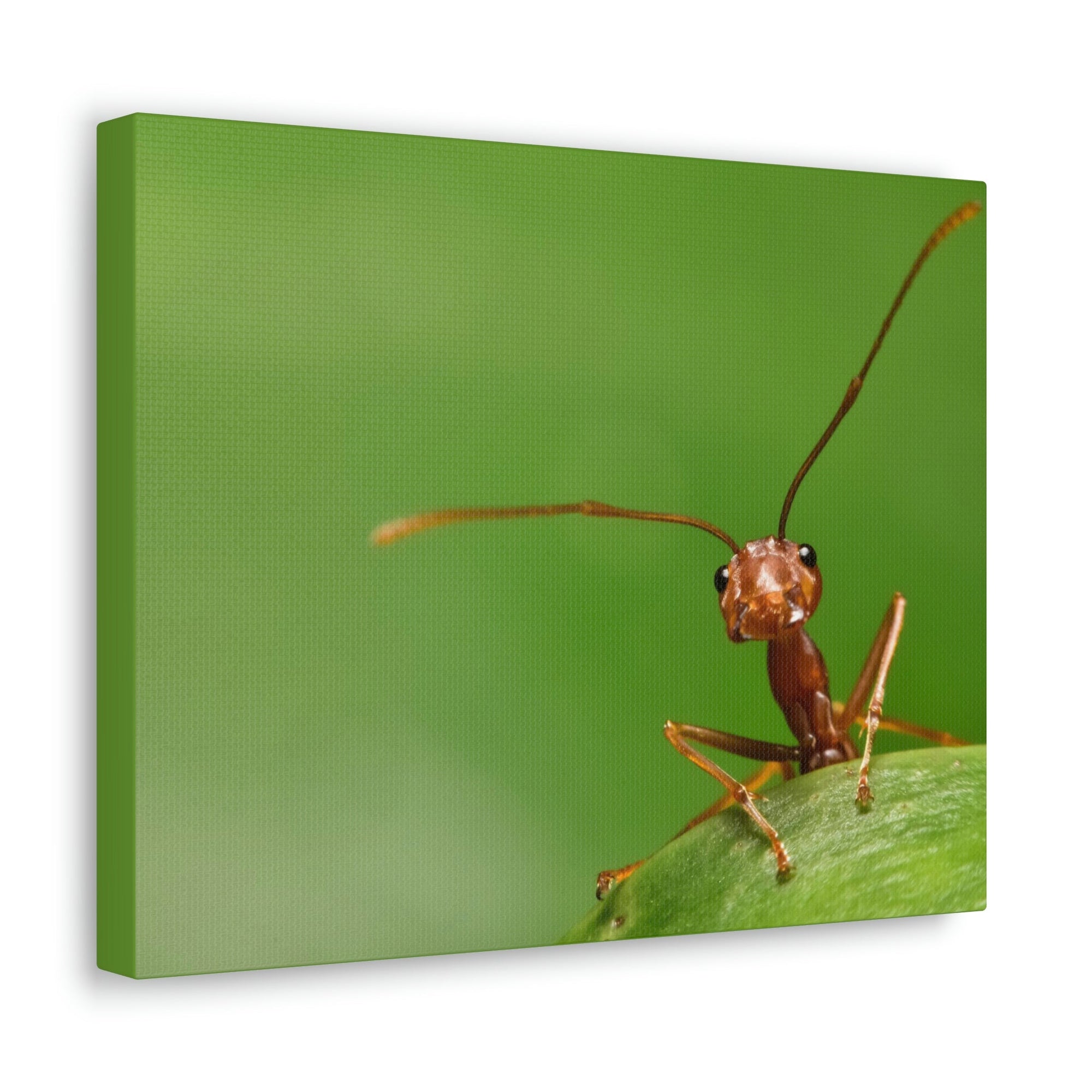 Funny Ant Silly Ant Outside Wall Art Ready to Hang Unframed-Express Your Love Gifts