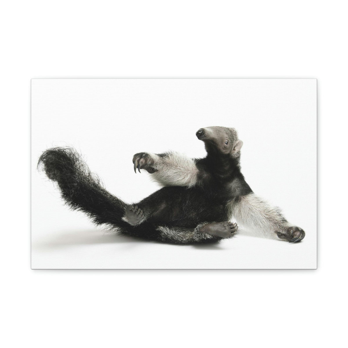 Funny Anteater Silly Anteater Inside Wall Art Ready to Hang Unframed-Express Your Love Gifts