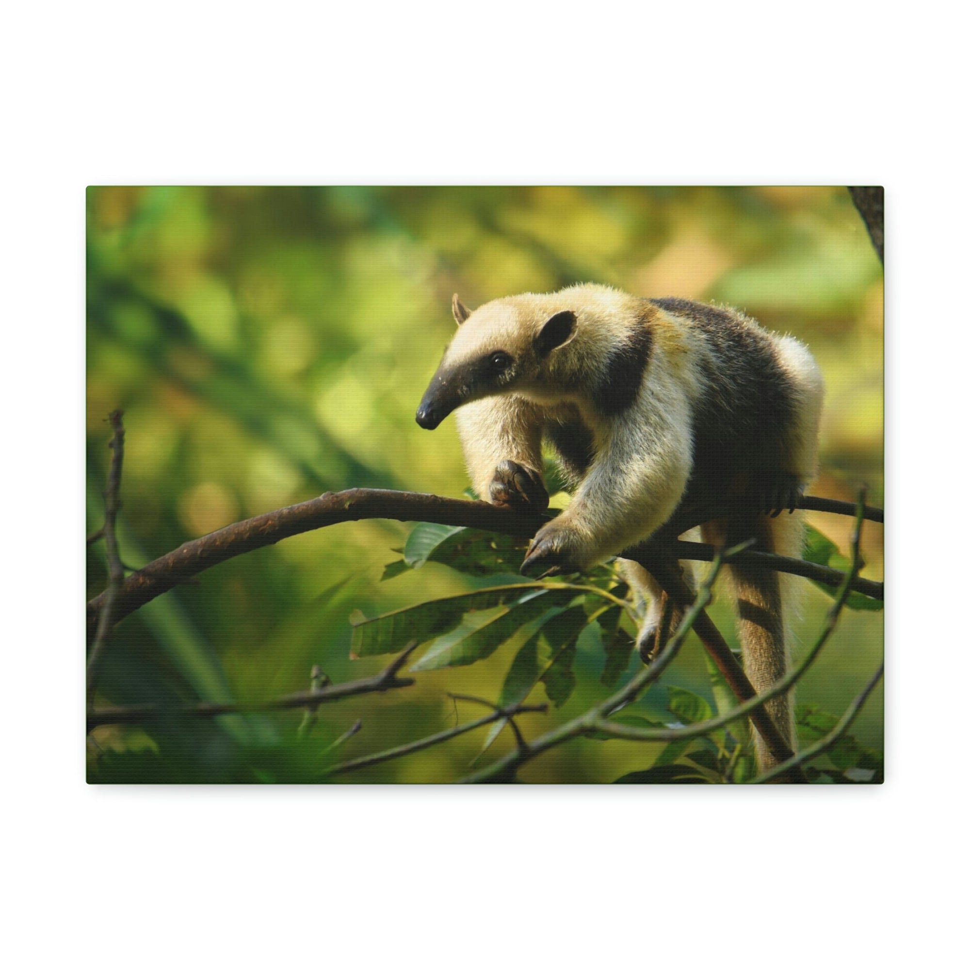 Funny Anteater Silly Anteater Outside Wall Art Ready to Hang Unframed-Express Your Love Gifts