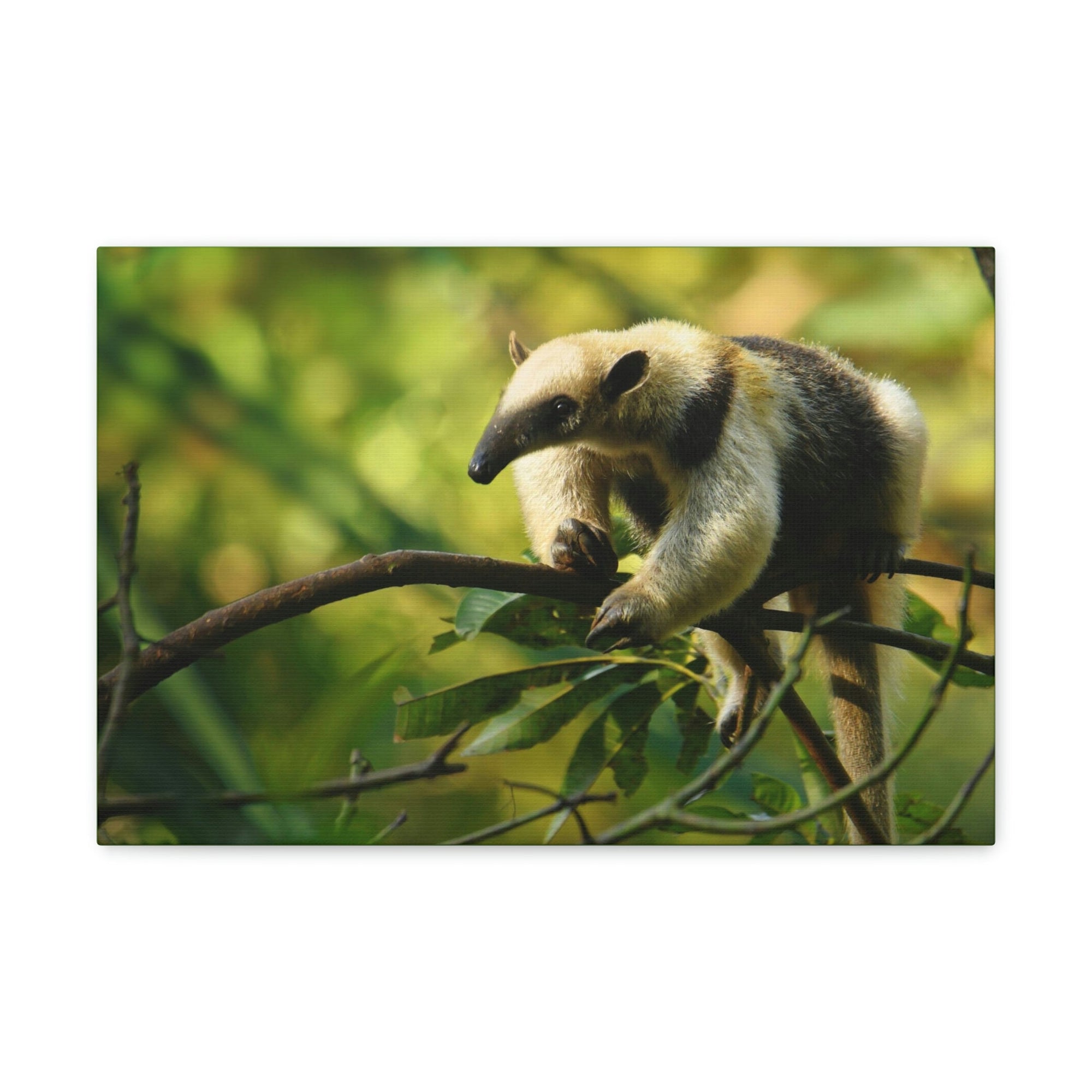 Funny Anteater Silly Anteater Outside Wall Art Ready to Hang Unframed-Express Your Love Gifts