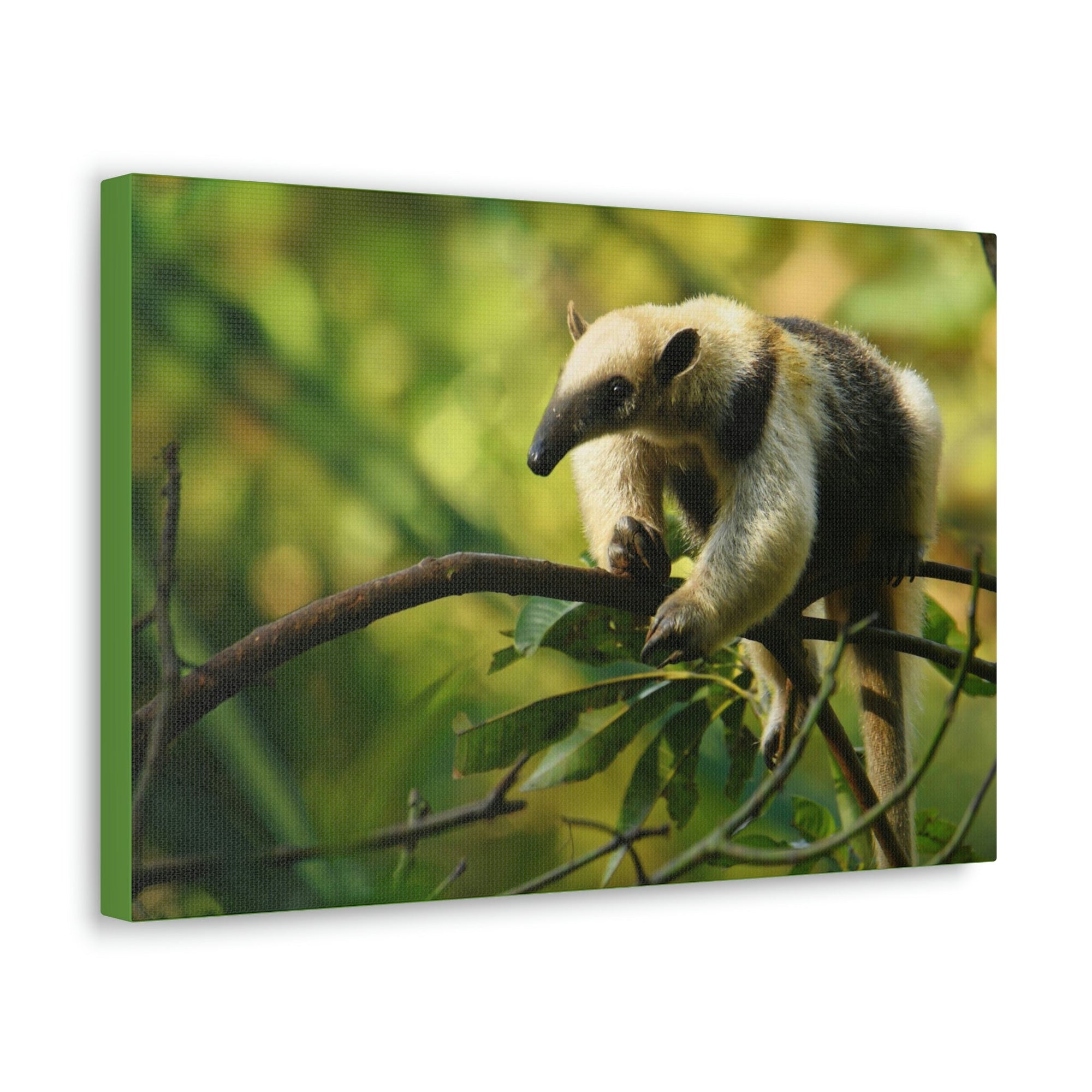 Funny Anteater Silly Anteater Outside Wall Art Ready to Hang Unframed-Express Your Love Gifts