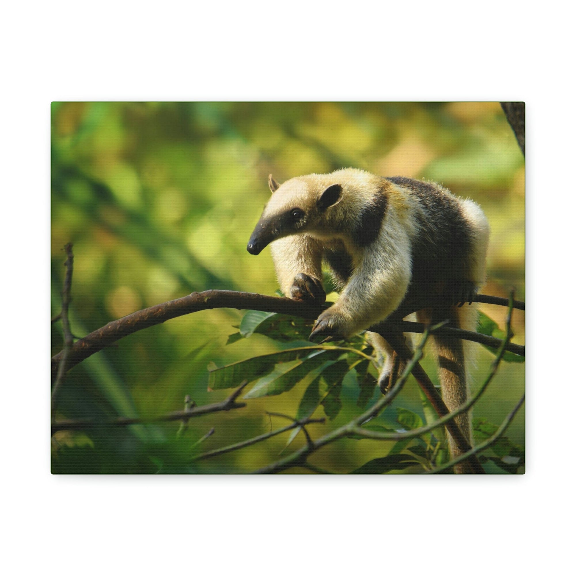 Funny Anteater Silly Anteater Outside Wall Art Ready to Hang Unframed-Express Your Love Gifts