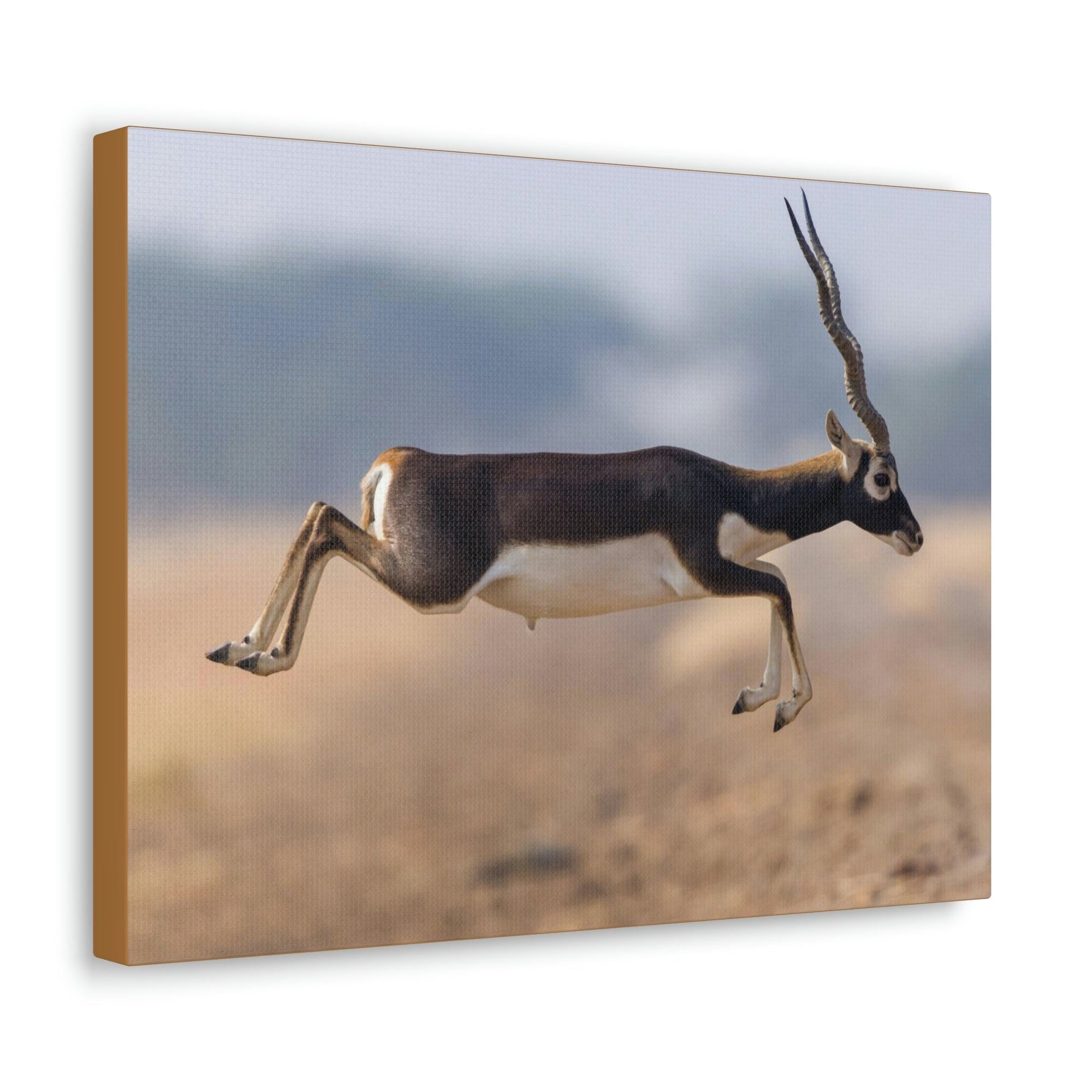 Funny Antelope Silly Antelope Outside Wall Art Ready to Hang Unframed-Express Your Love Gifts