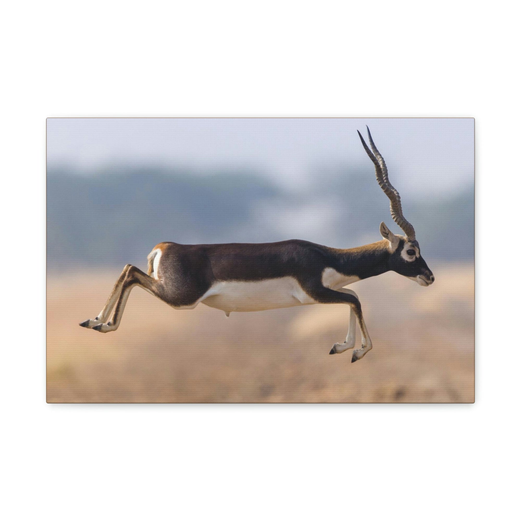 Funny Antelope Silly Antelope Outside Wall Art Ready to Hang Unframed-Express Your Love Gifts