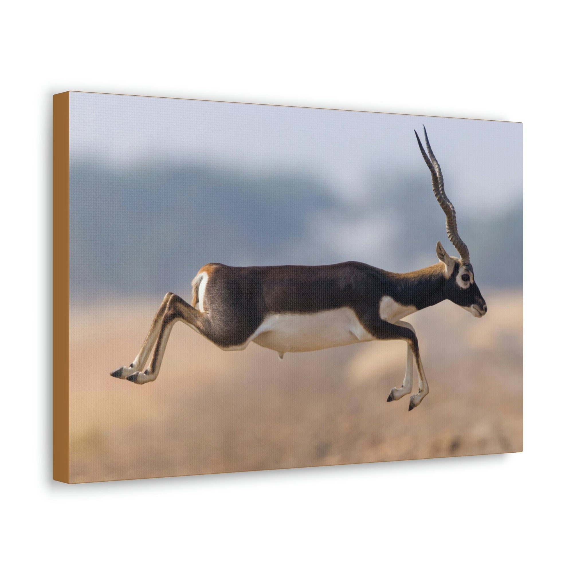 Funny Antelope Silly Antelope Outside Wall Art Ready to Hang Unframed-Express Your Love Gifts