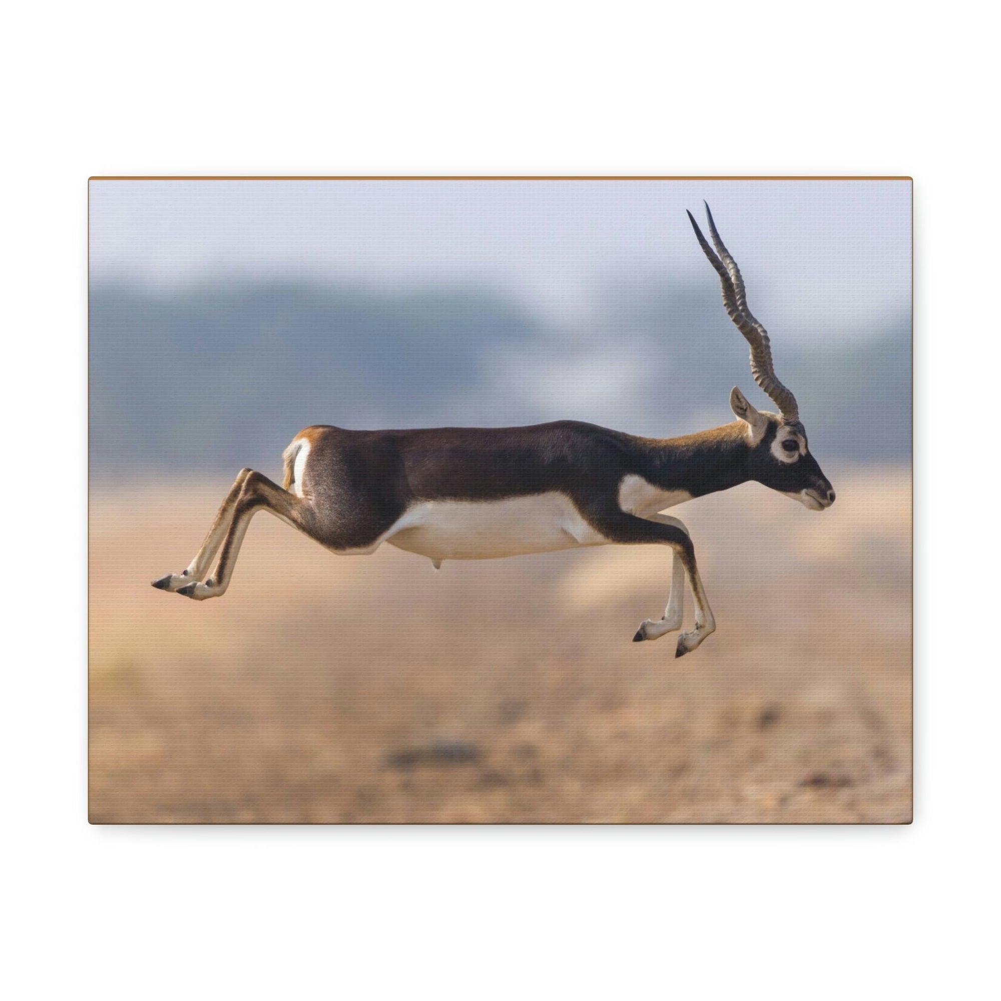 Funny Antelope Silly Antelope Outside Wall Art Ready to Hang Unframed-Express Your Love Gifts