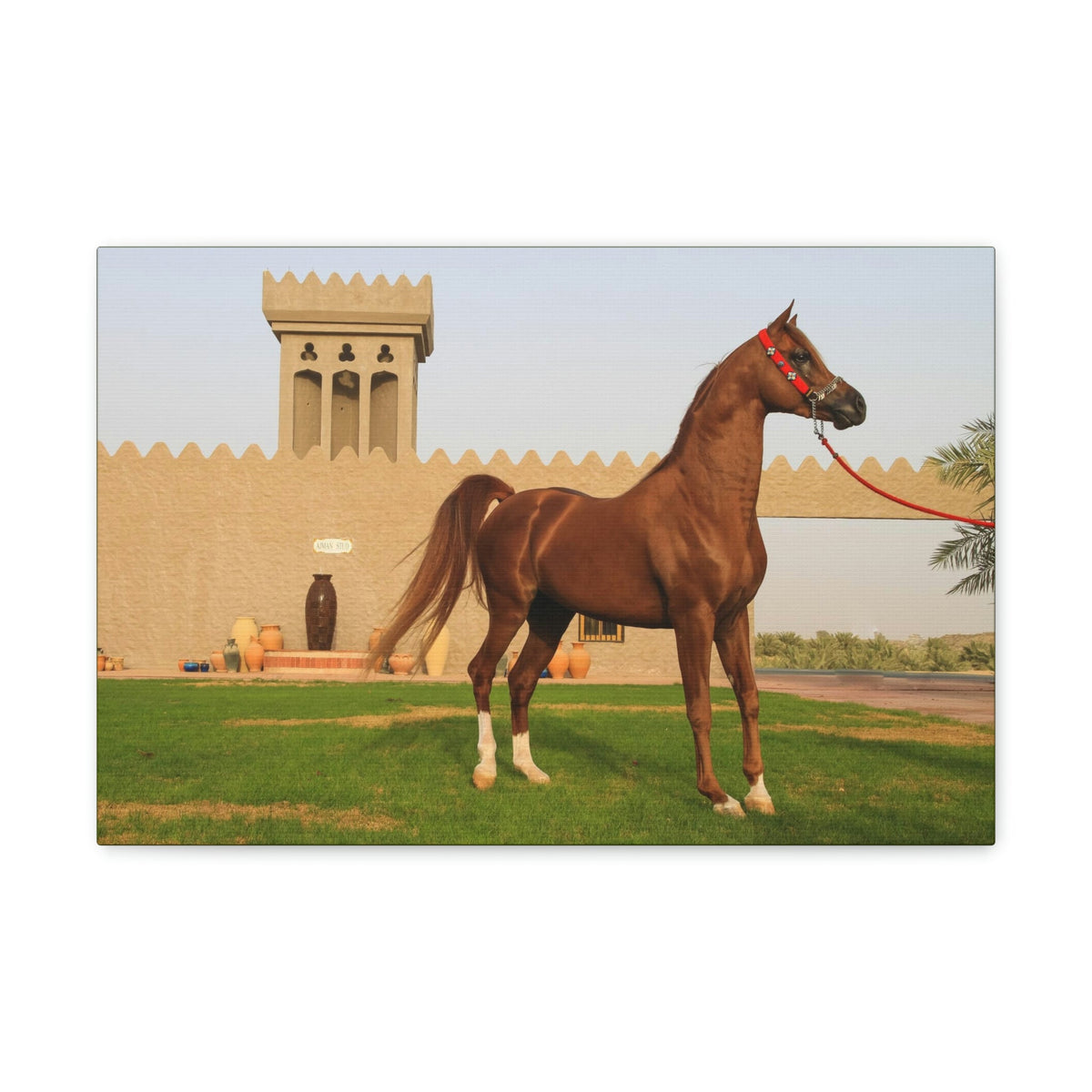 Funny Arab Horse Indoor Wall Art Ready to Hang Unframed-Express Your Love Gifts