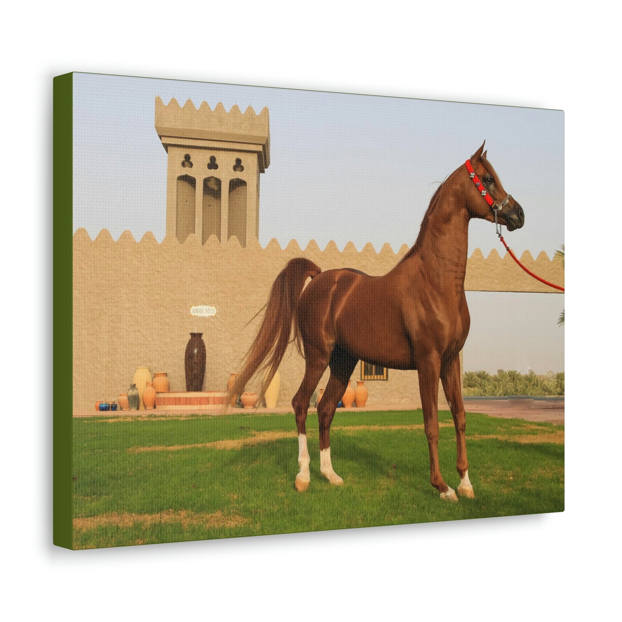 Funny Arab Horse Indoor Wall Art Ready to Hang Unframed-Express Your Love Gifts