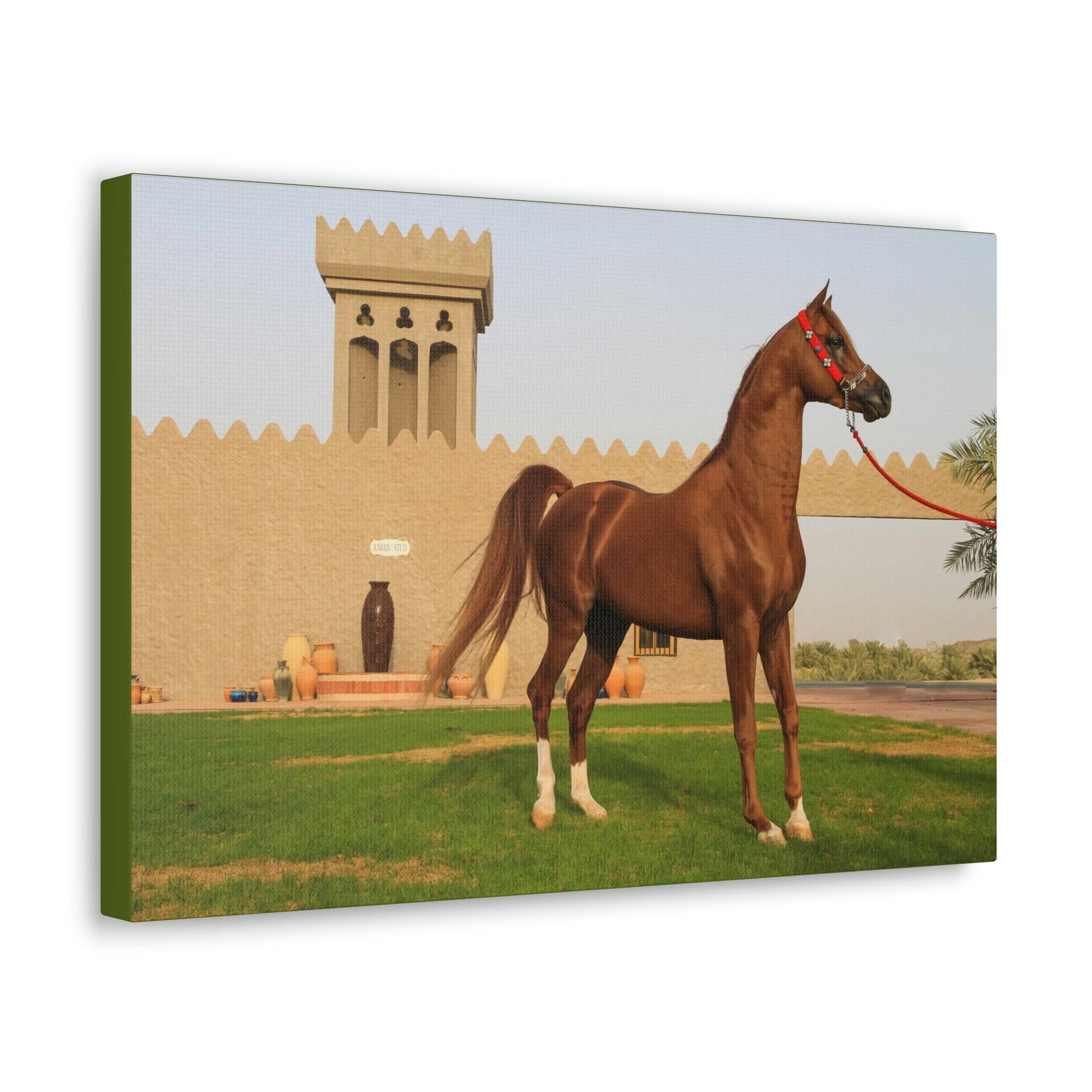 Funny Arab Horse Indoor Wall Art Ready to Hang Unframed-Express Your Love Gifts