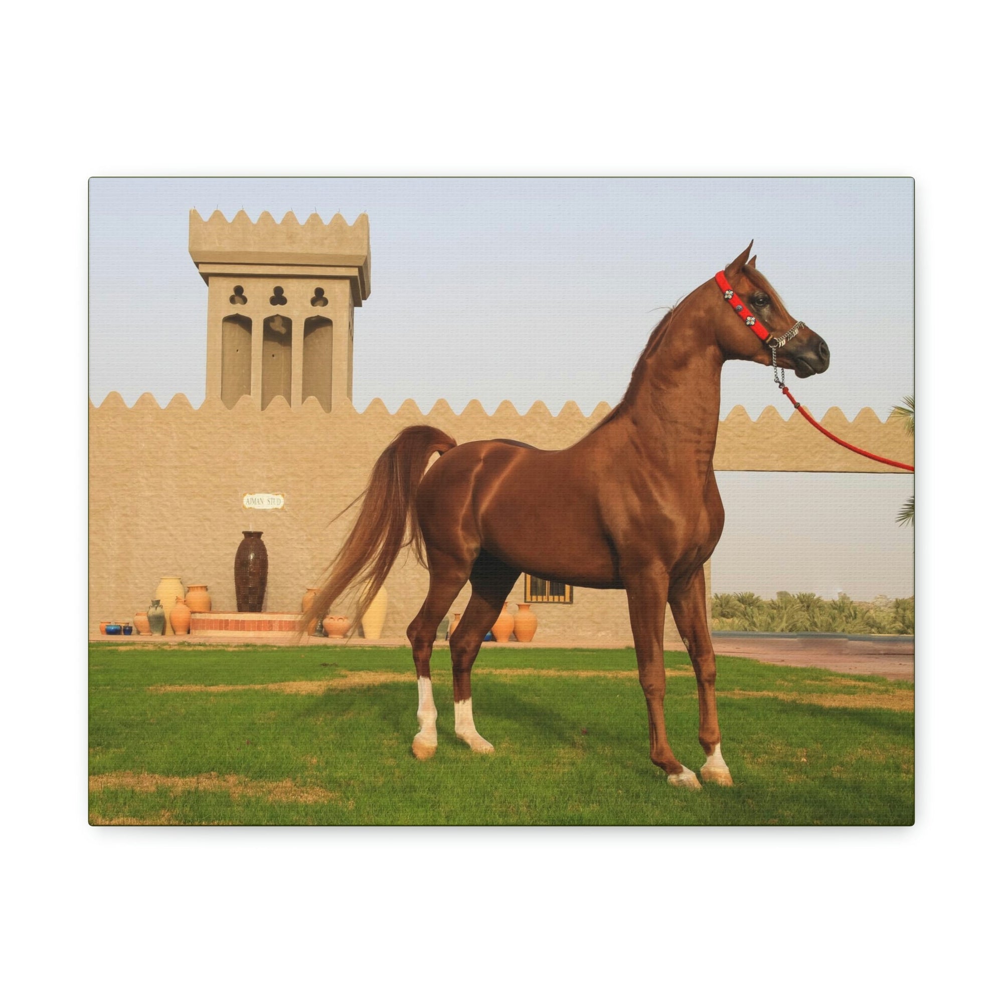 Funny Arab Horse Indoor Wall Art Ready to Hang Unframed-Express Your Love Gifts