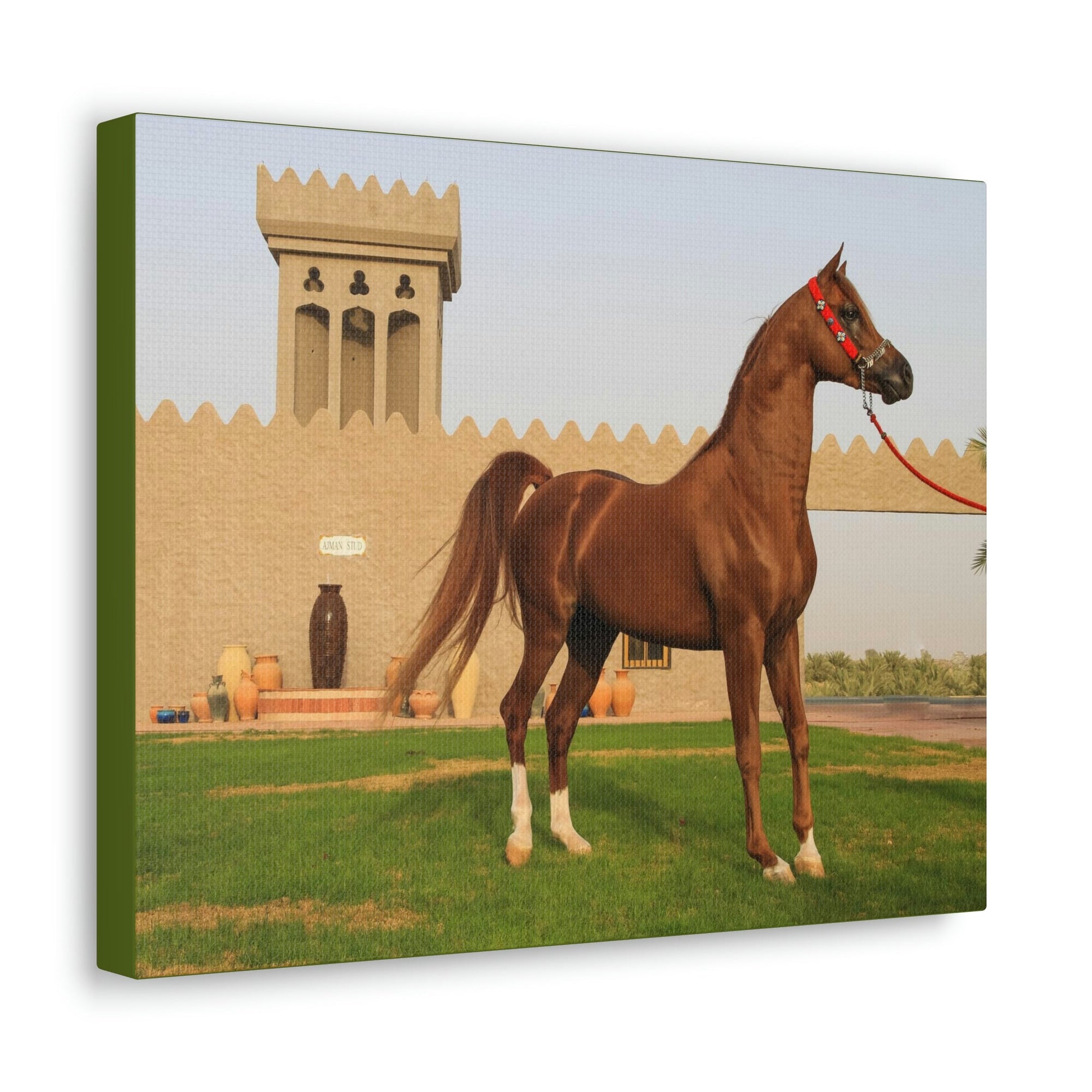 Funny Arab Horse Indoor Wall Art Ready to Hang Unframed-Express Your Love Gifts