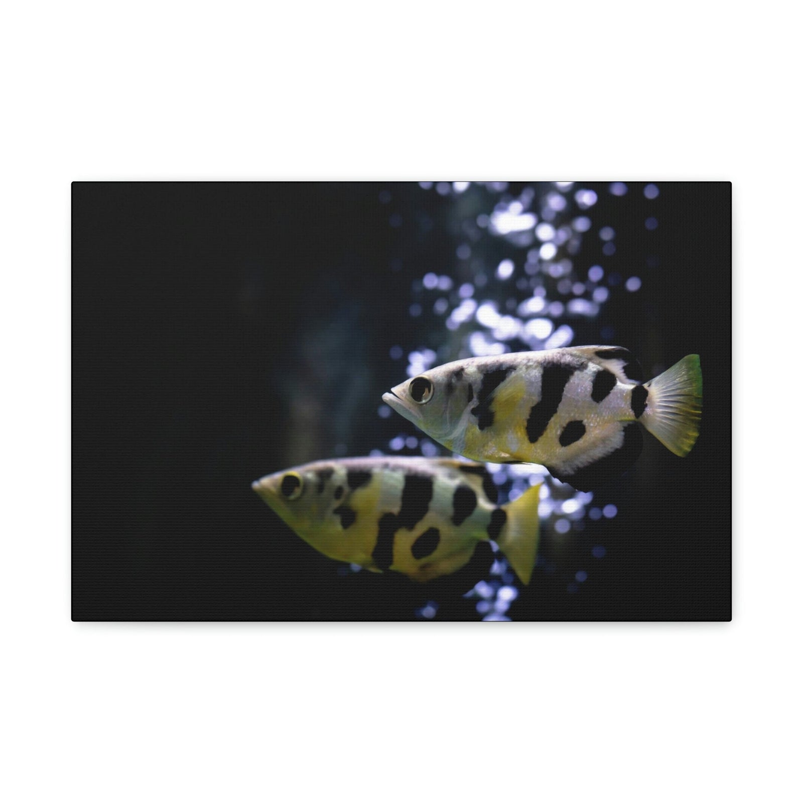 Funny Archer Fish Silly Archer Fish Couple Wall Art Ready to Hang Unframed-Express Your Love Gifts